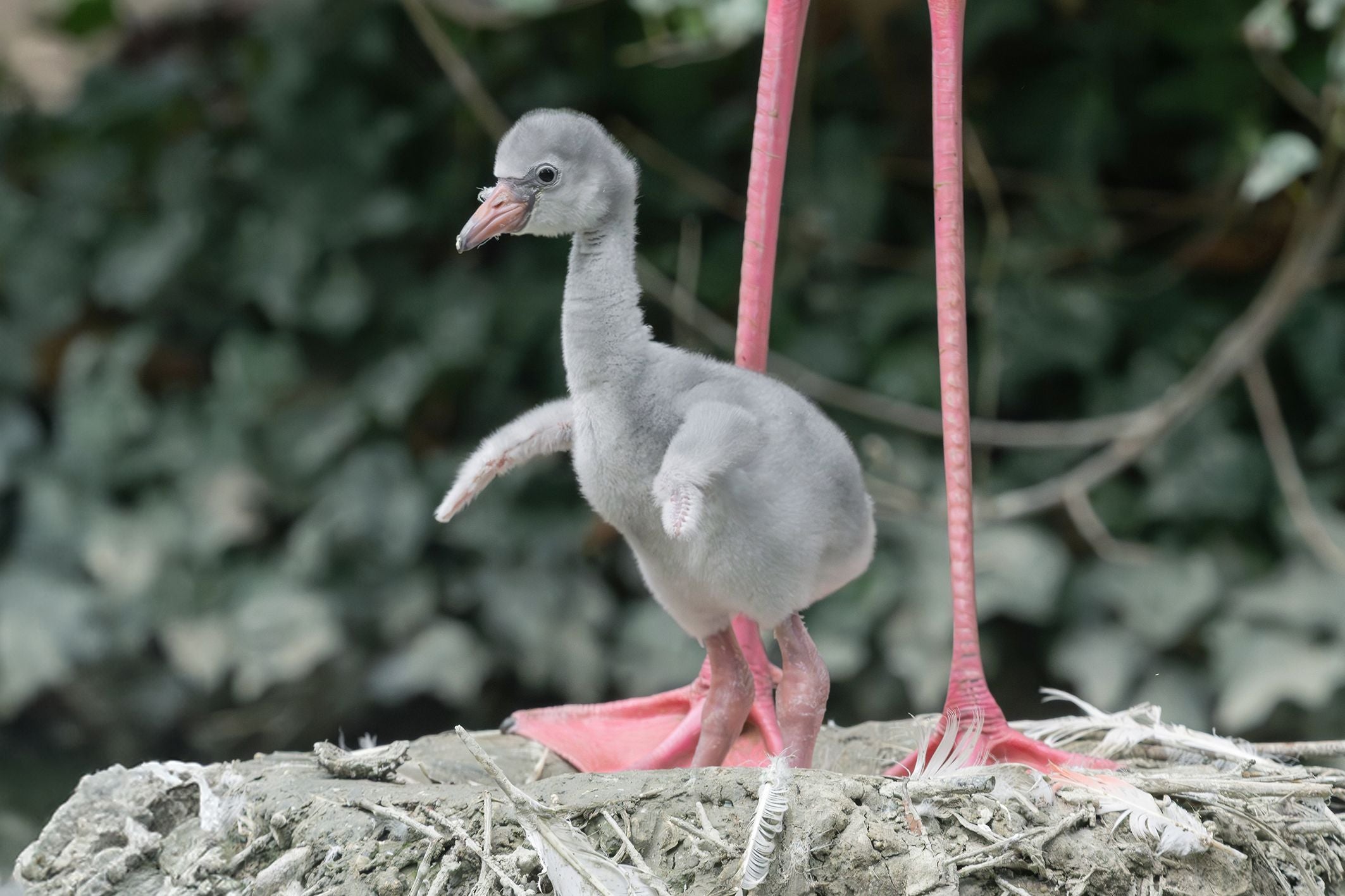 Grau gefiedertes Flamingoküken steht vor den Beinen eines erwachsenen Flamingos auf sandigem Boden.
