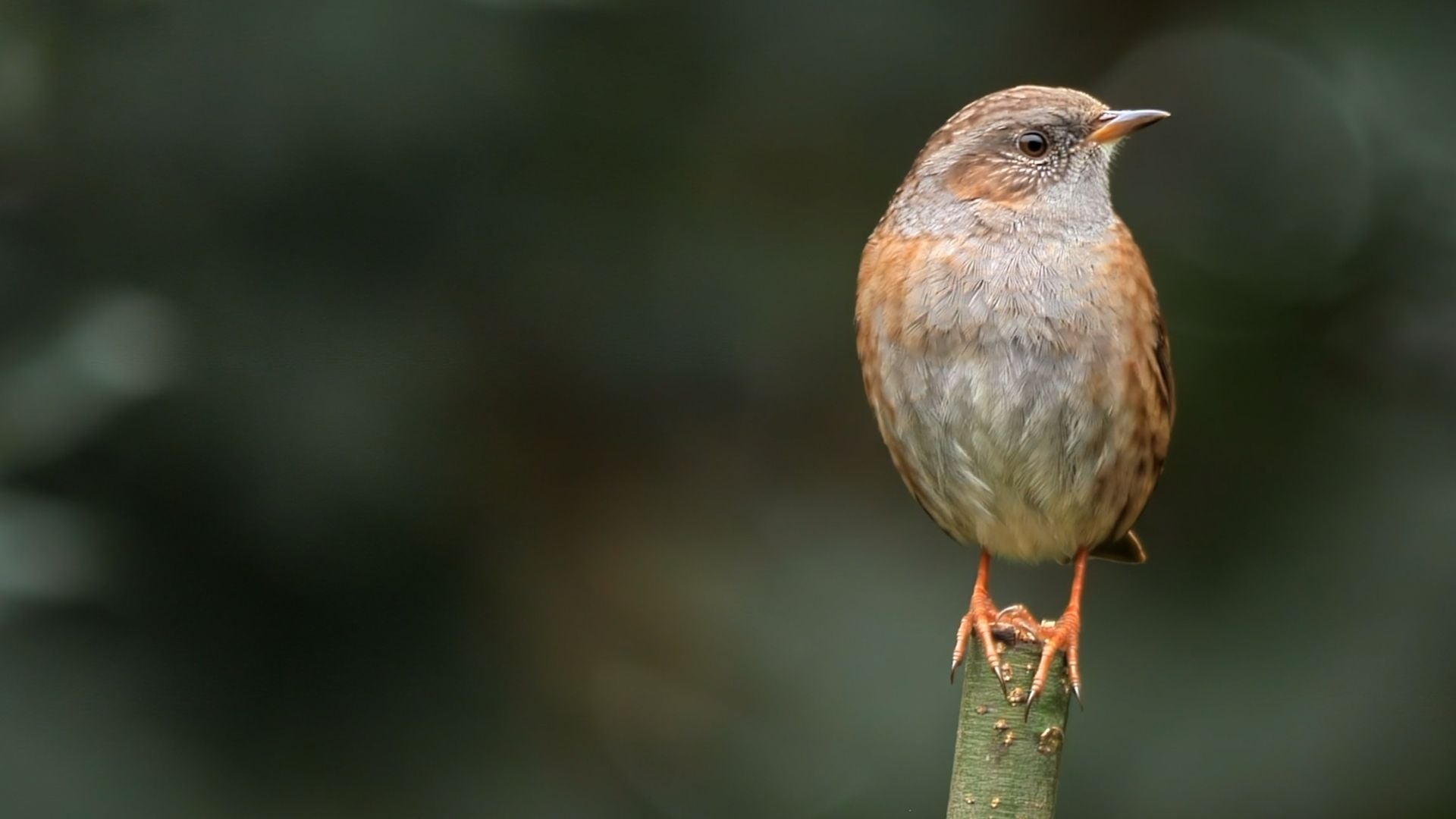 Ein kleiner Singvogel sitzt auf einem Ast vor unscharfem, grünem Hintergrund.