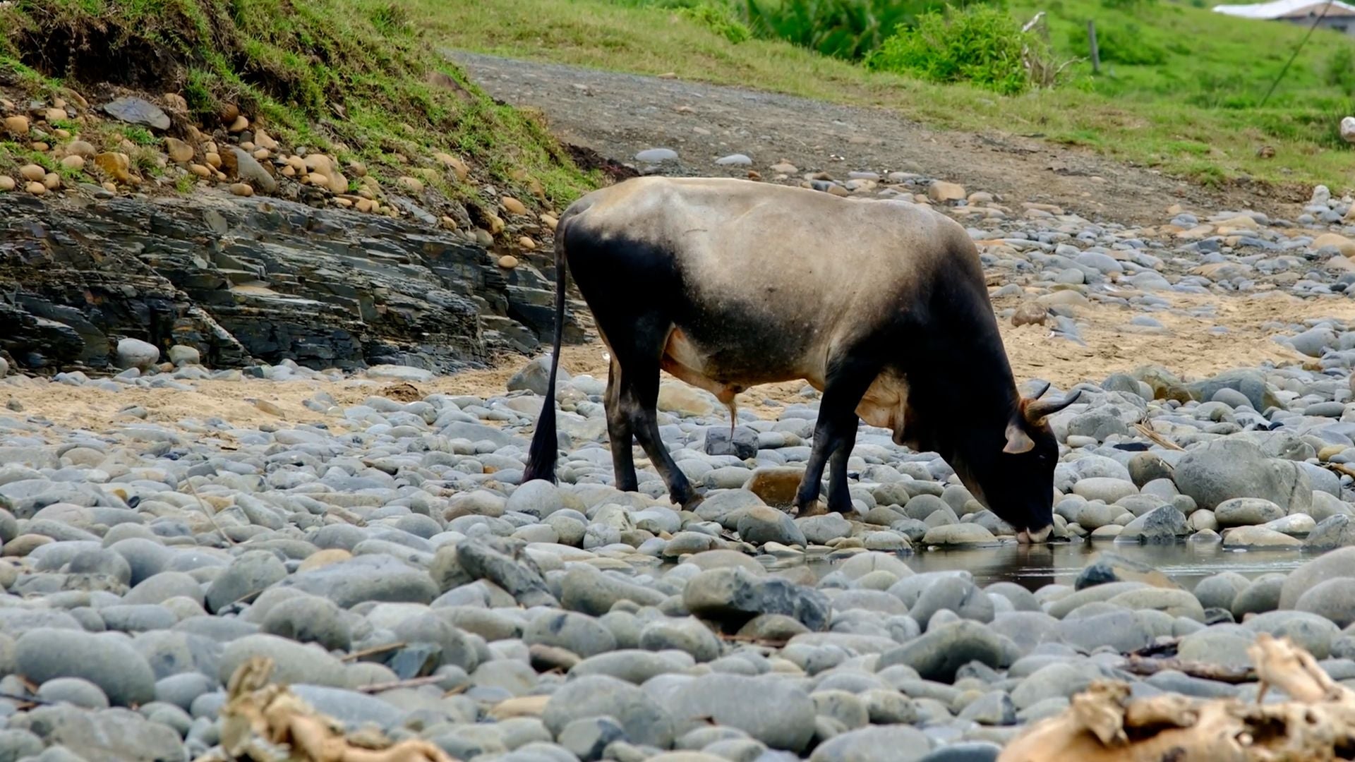 Ein Stier trinkt Wasser aus einem kleinen Bach zwischen Steinen und Felsen.