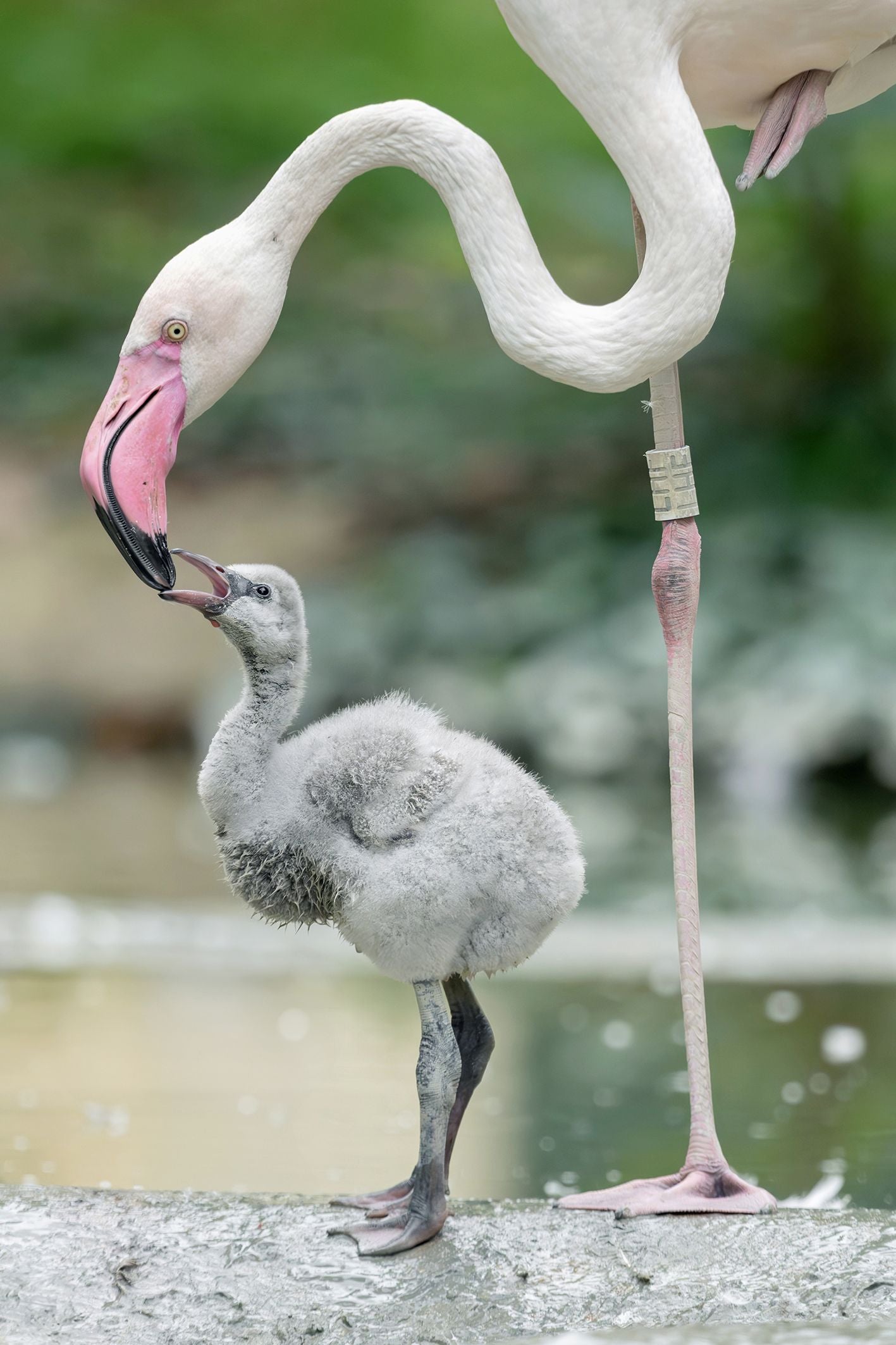 Ein Flamingo füttert sein graues Küken im Tiergarten Schönbrunn.