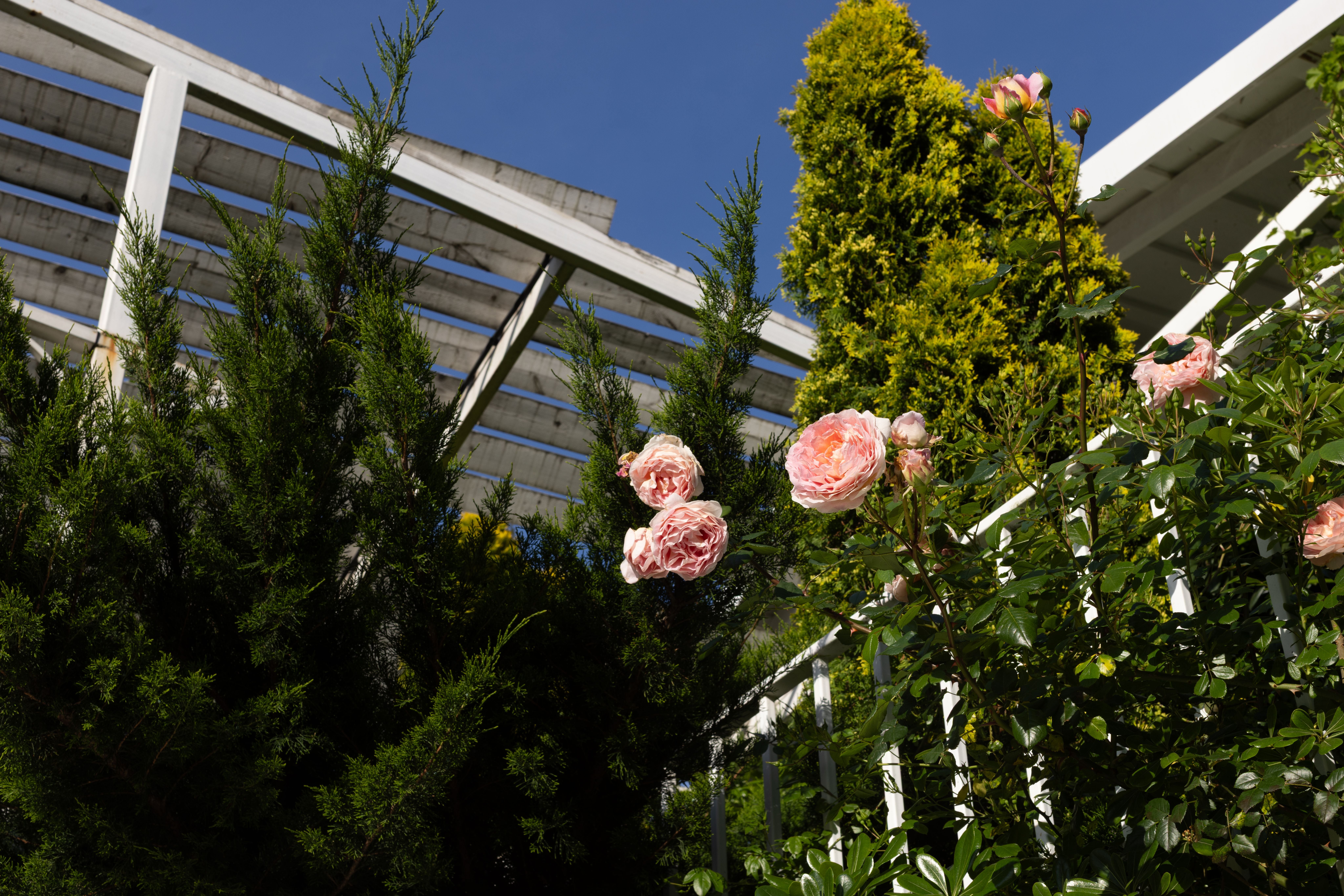 Rosa Blüten und grüne Sträucher vor einer weißen Pergola im sonnigen Garten.