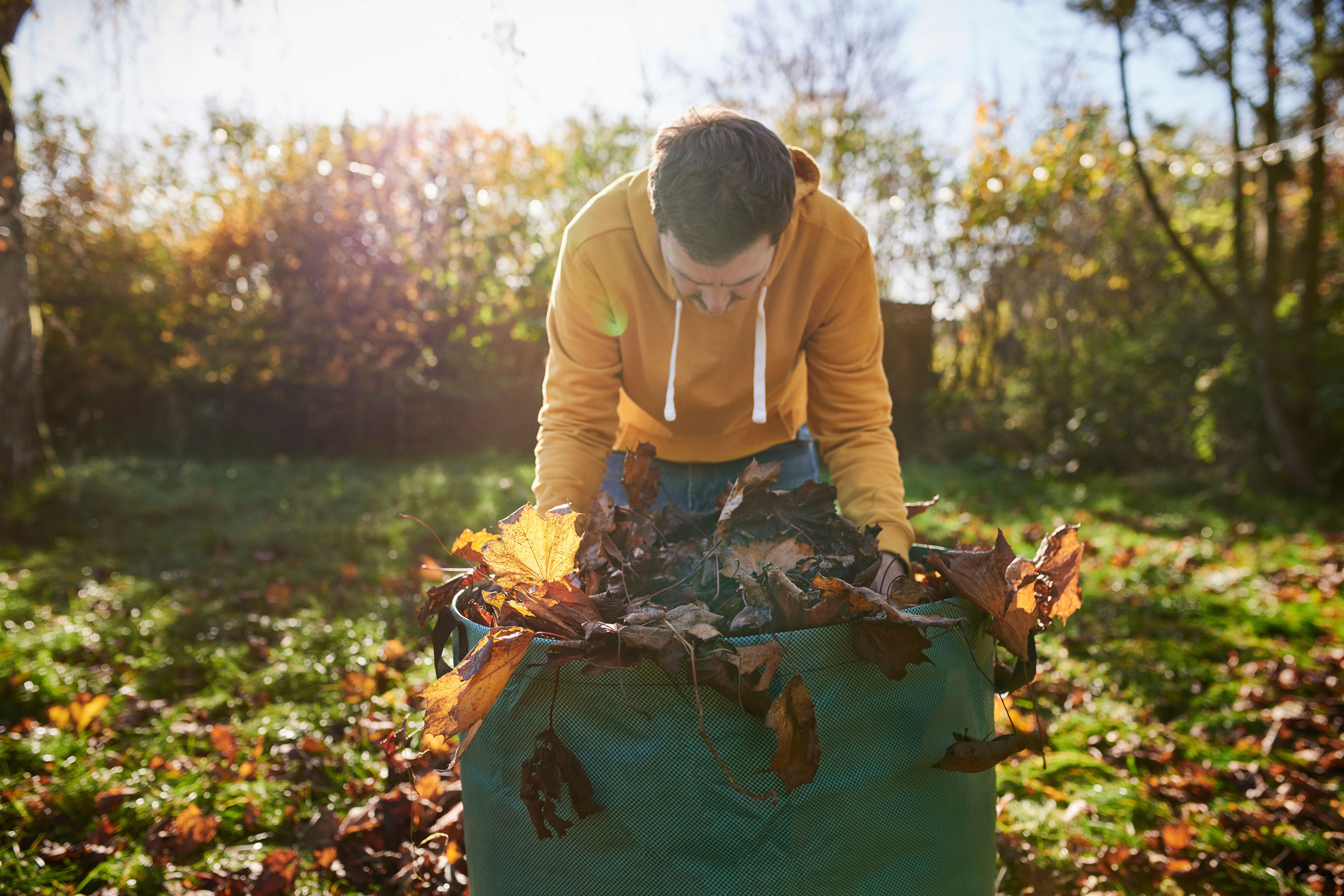 Mann sammelt Herbstlaub in einem großen grünen Sack im sonnigen Garten.