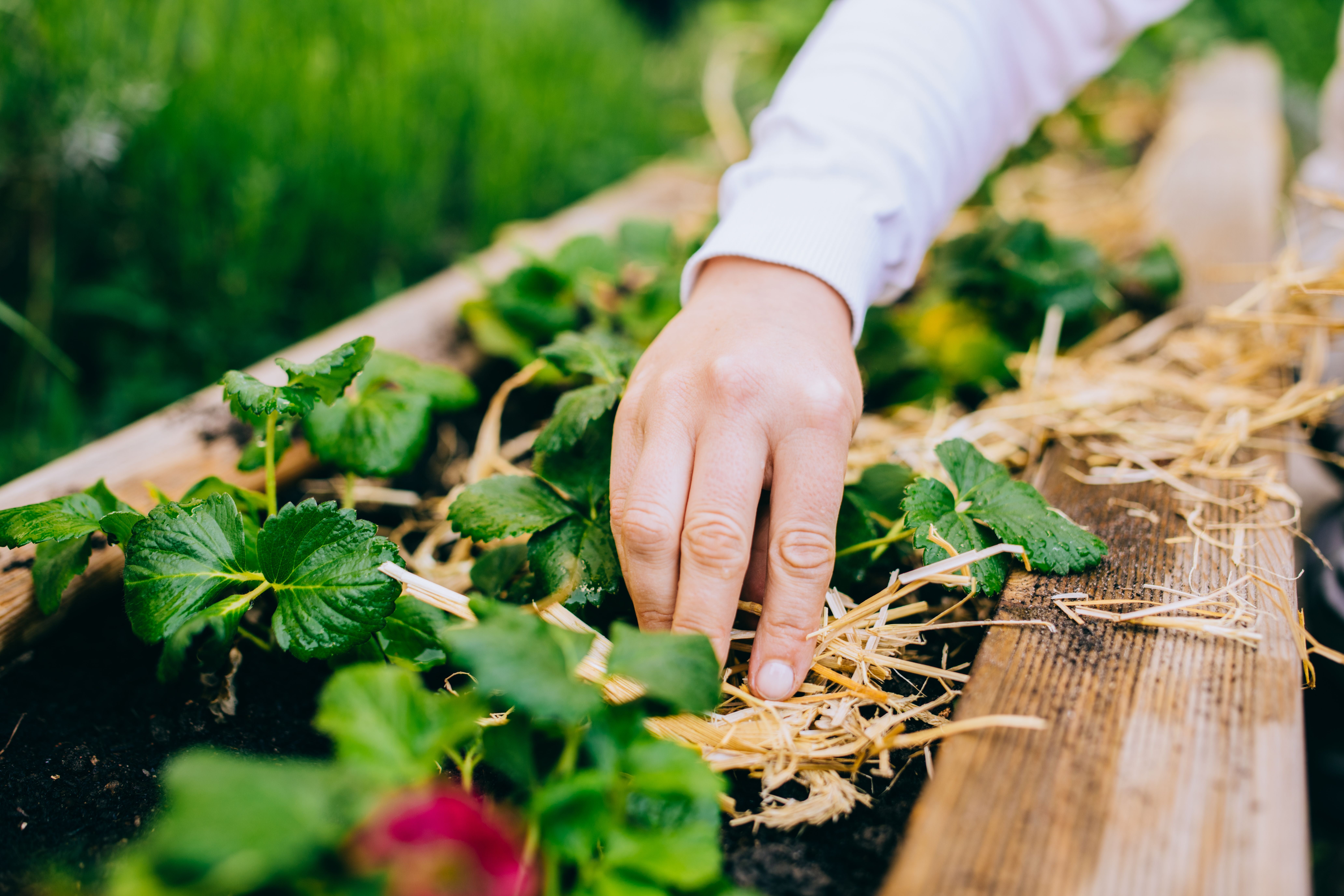 Hand mulcht Erdbeerpflanzen in einem Hochbeet mit Stroh im Garten.