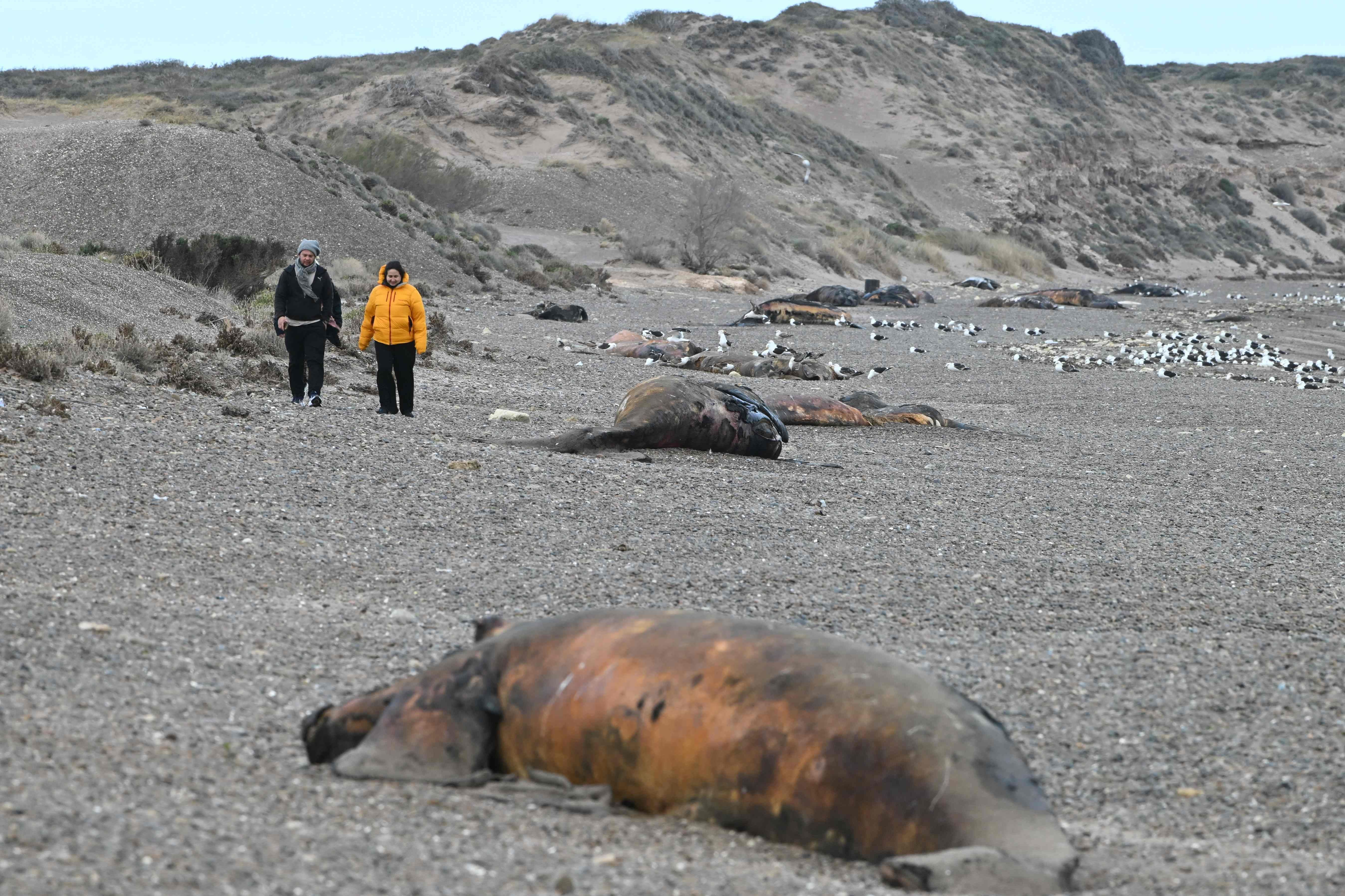 Touristen gehen an einem toten Wal, Möwen und Sanddünen am Strand in Argentinien vorbei.