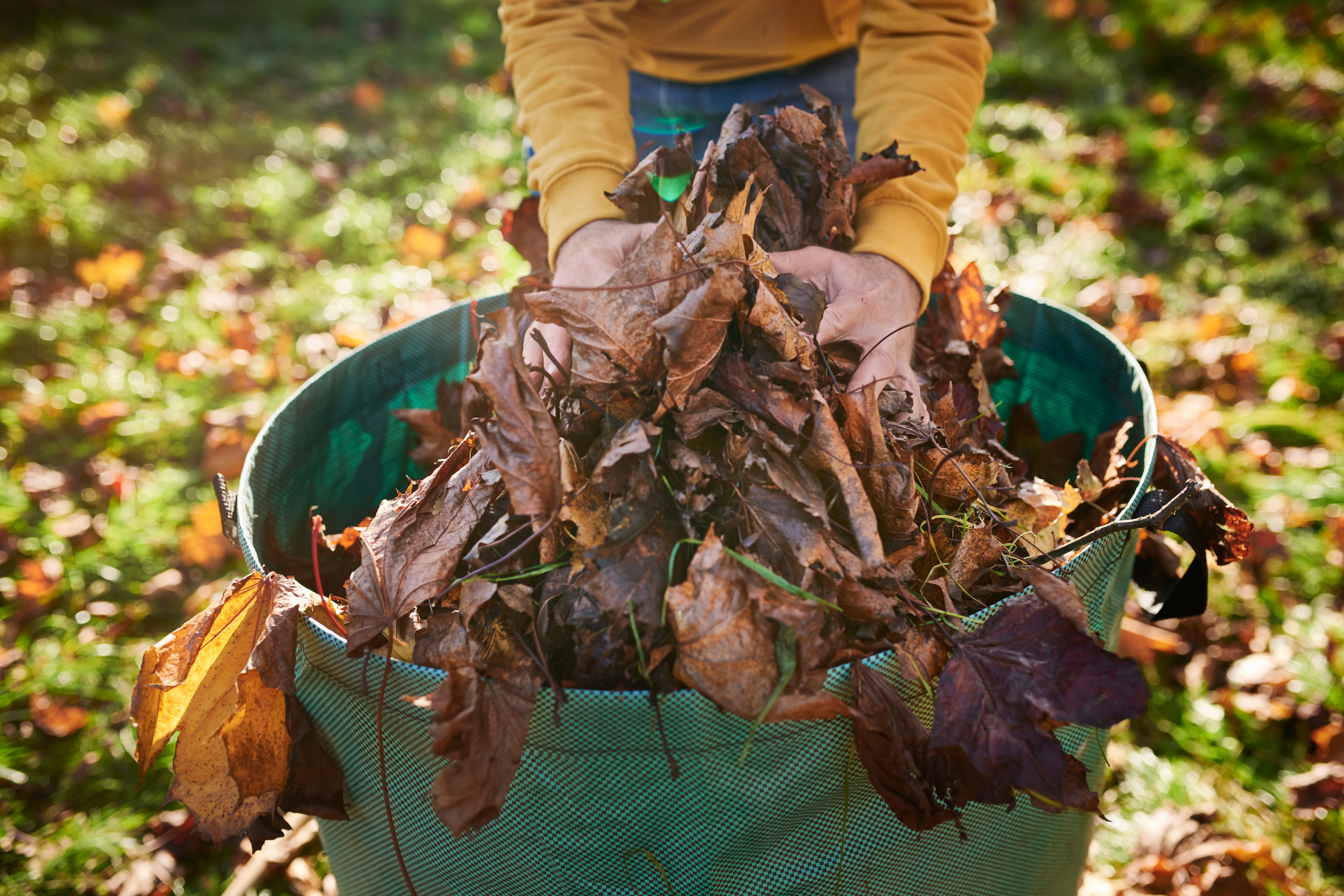 Mann sammelt Herbstlaub und steckt es in einen großen grünen Sack.