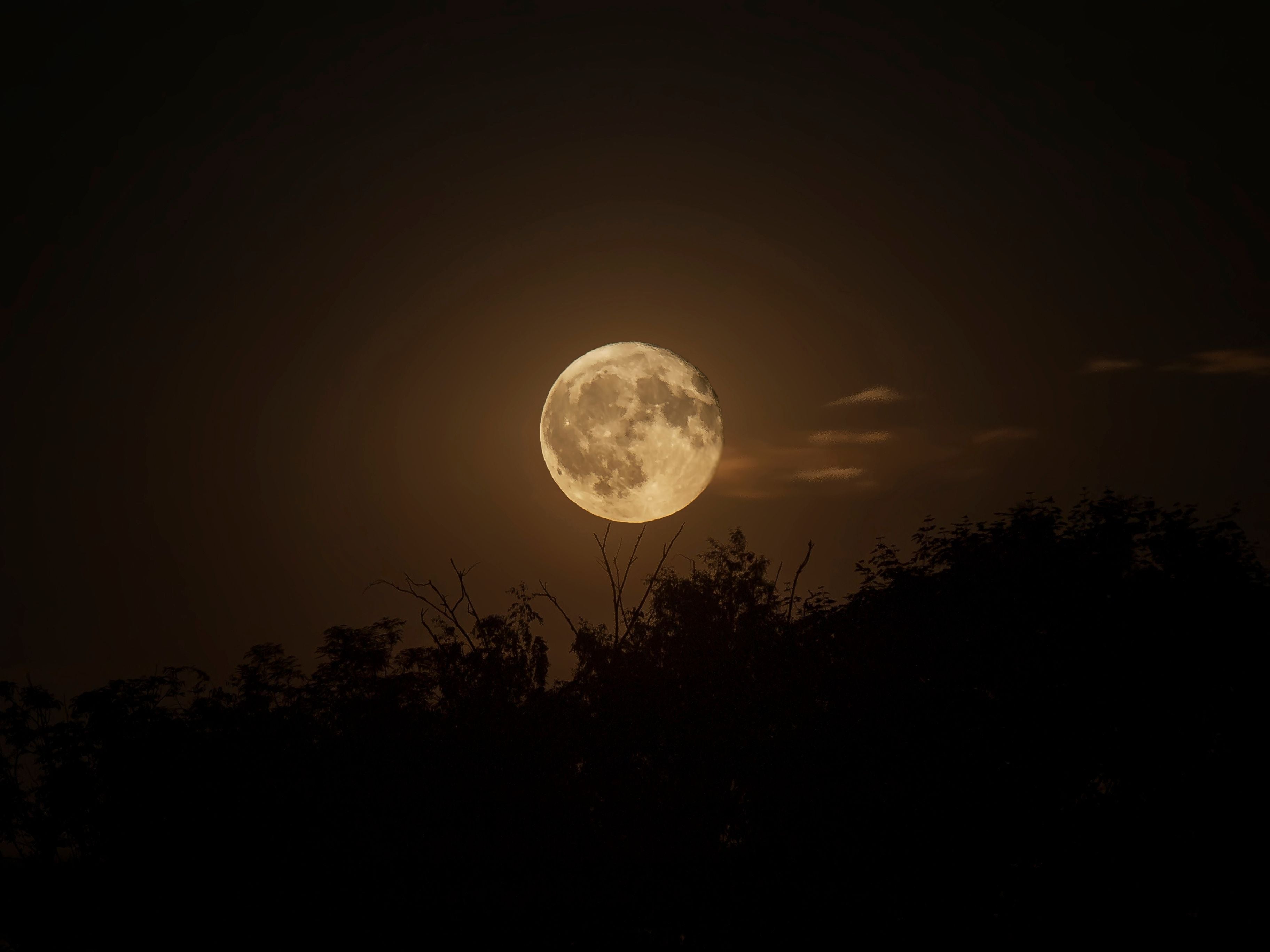 Vollmond leuchtet über dunklen Baumkronen in einer klaren Nacht.