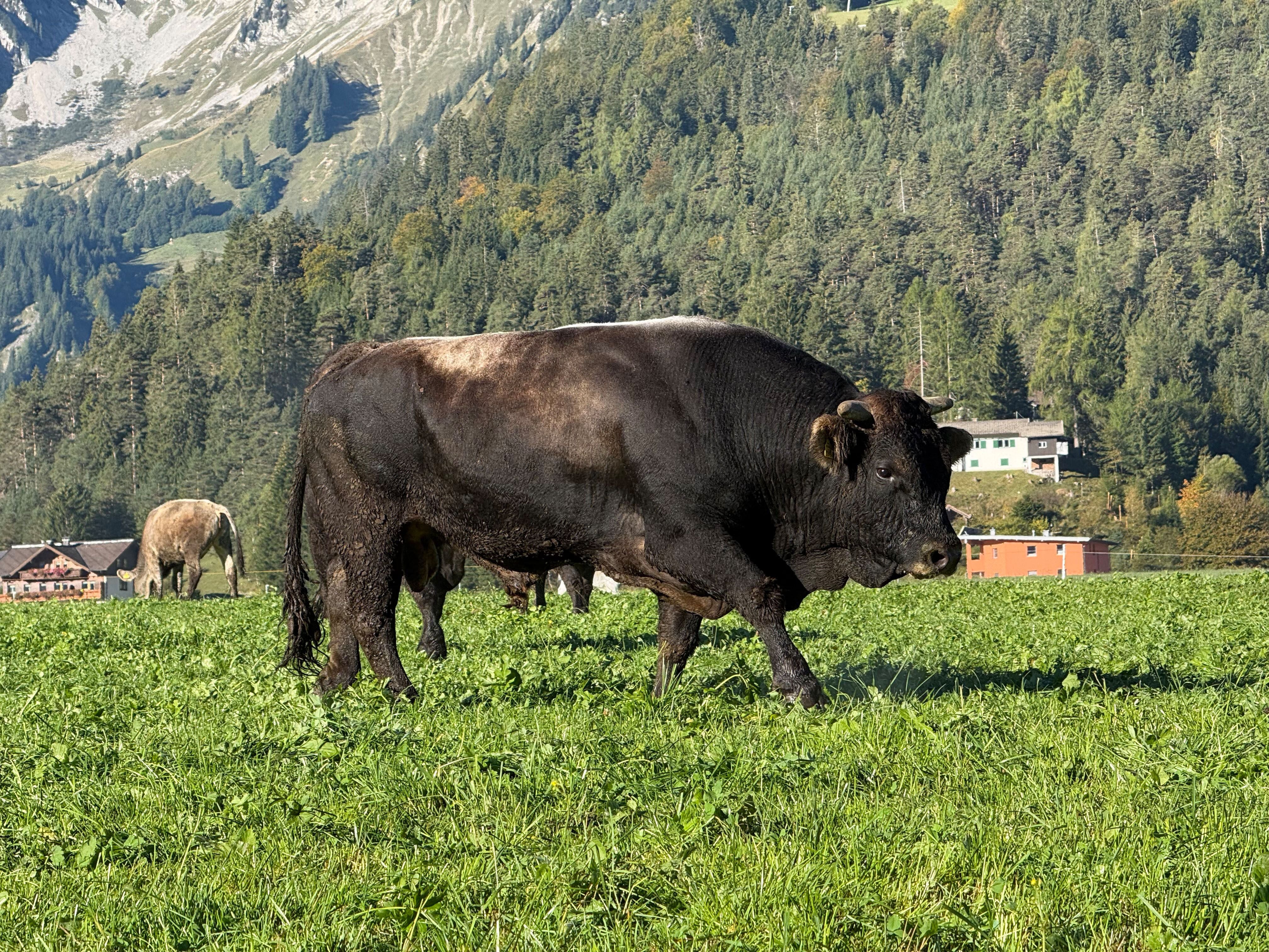 Ein großer schwarzer Stier steht auf einer Wiese vor Berglandschaft und Häusern.