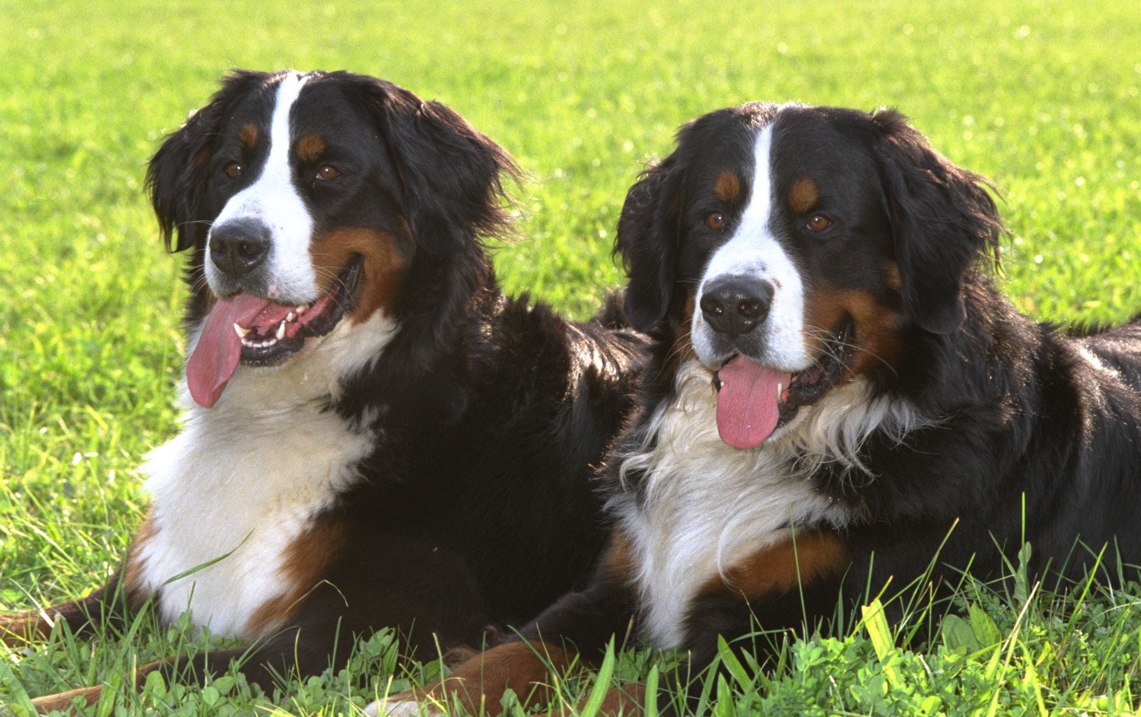 Eine Vielzahl von Hunde erwartet die Gäste.