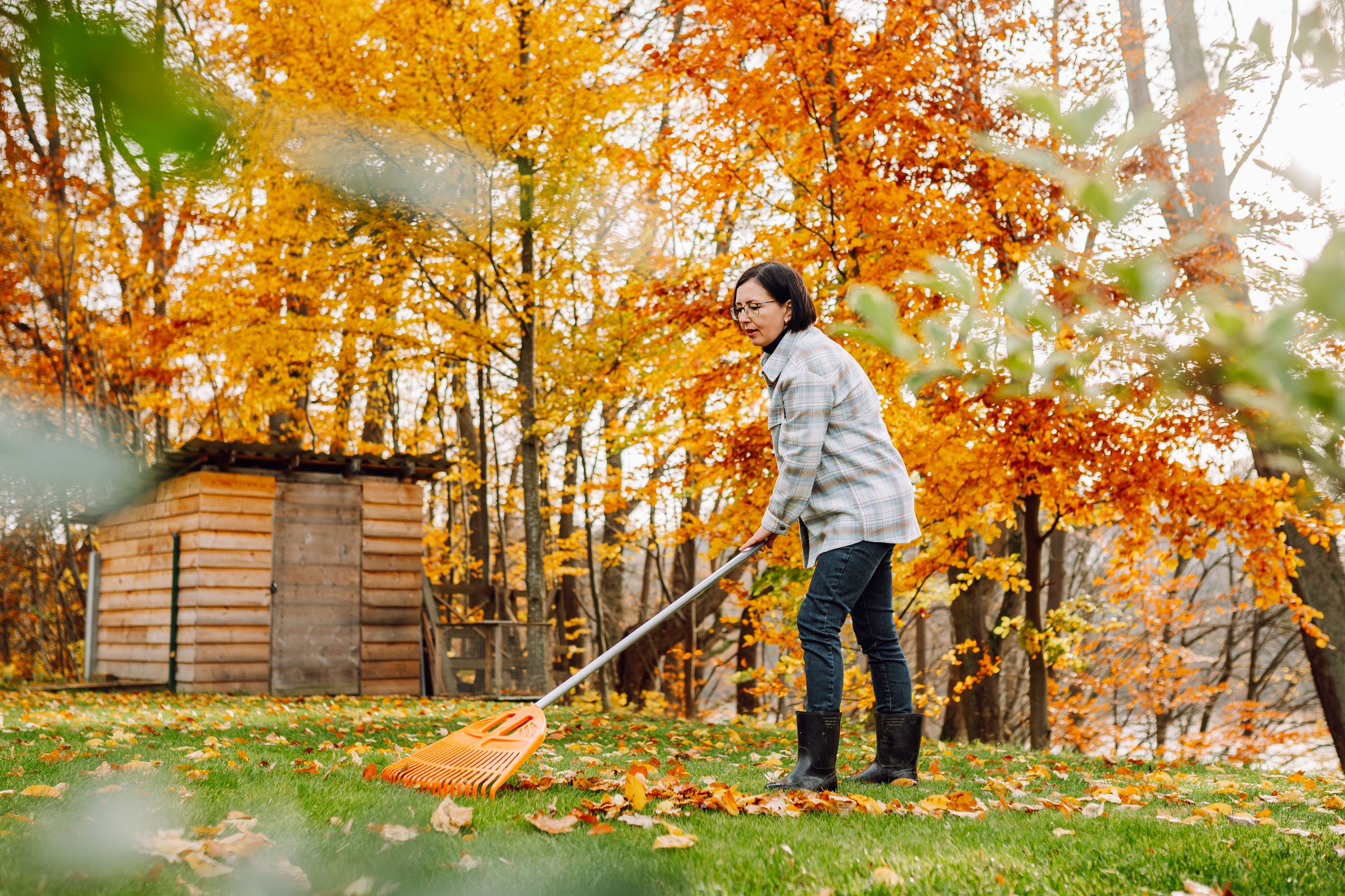 Frau harkt Herbstlaub im Garten vor bunten Bäumen und einem Holzschuppen.