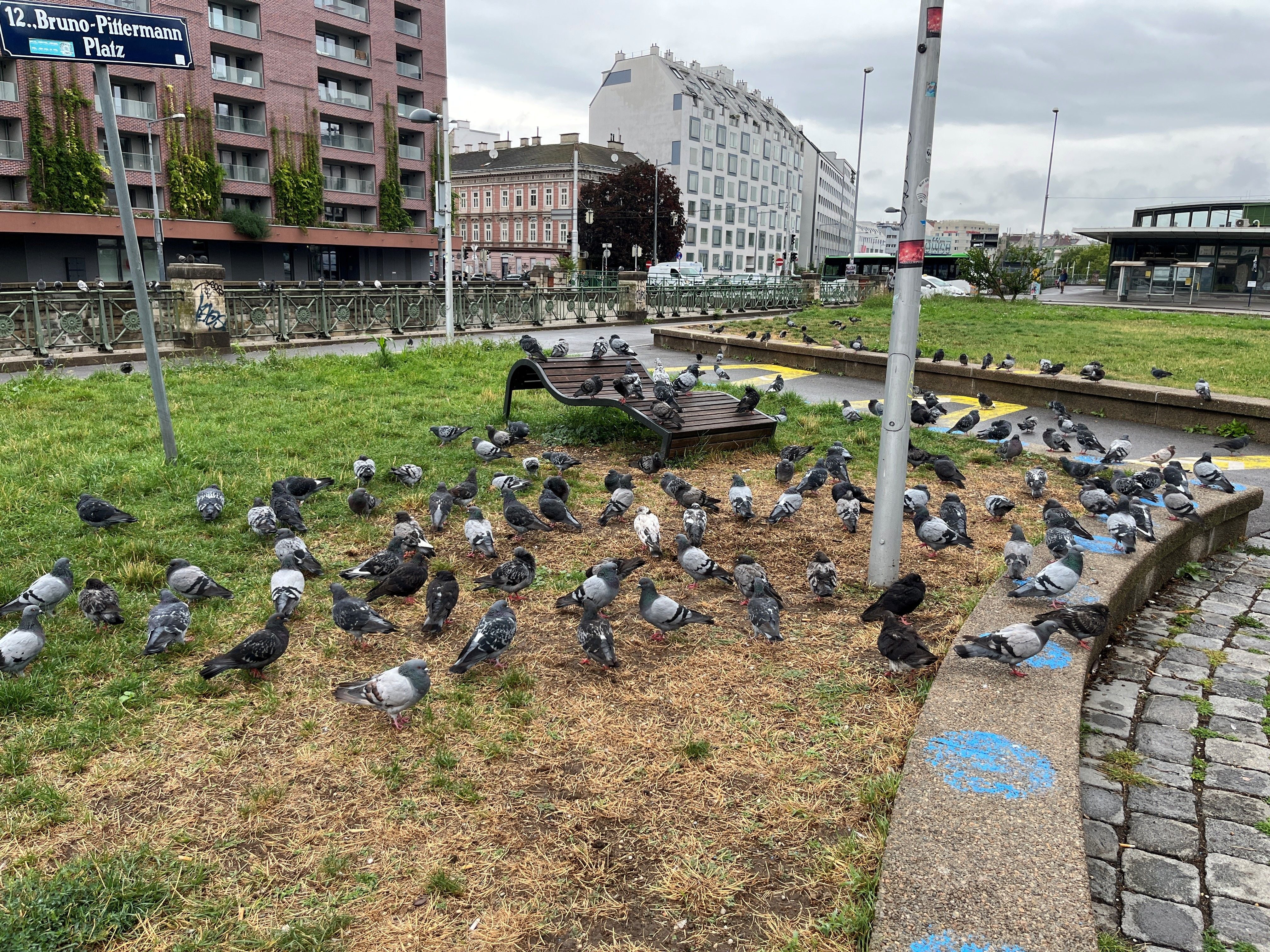 Zahlreiche Tauben versammeln sich auf einer Wiese und auf Gehwegen in einer städtischen Umgebung.