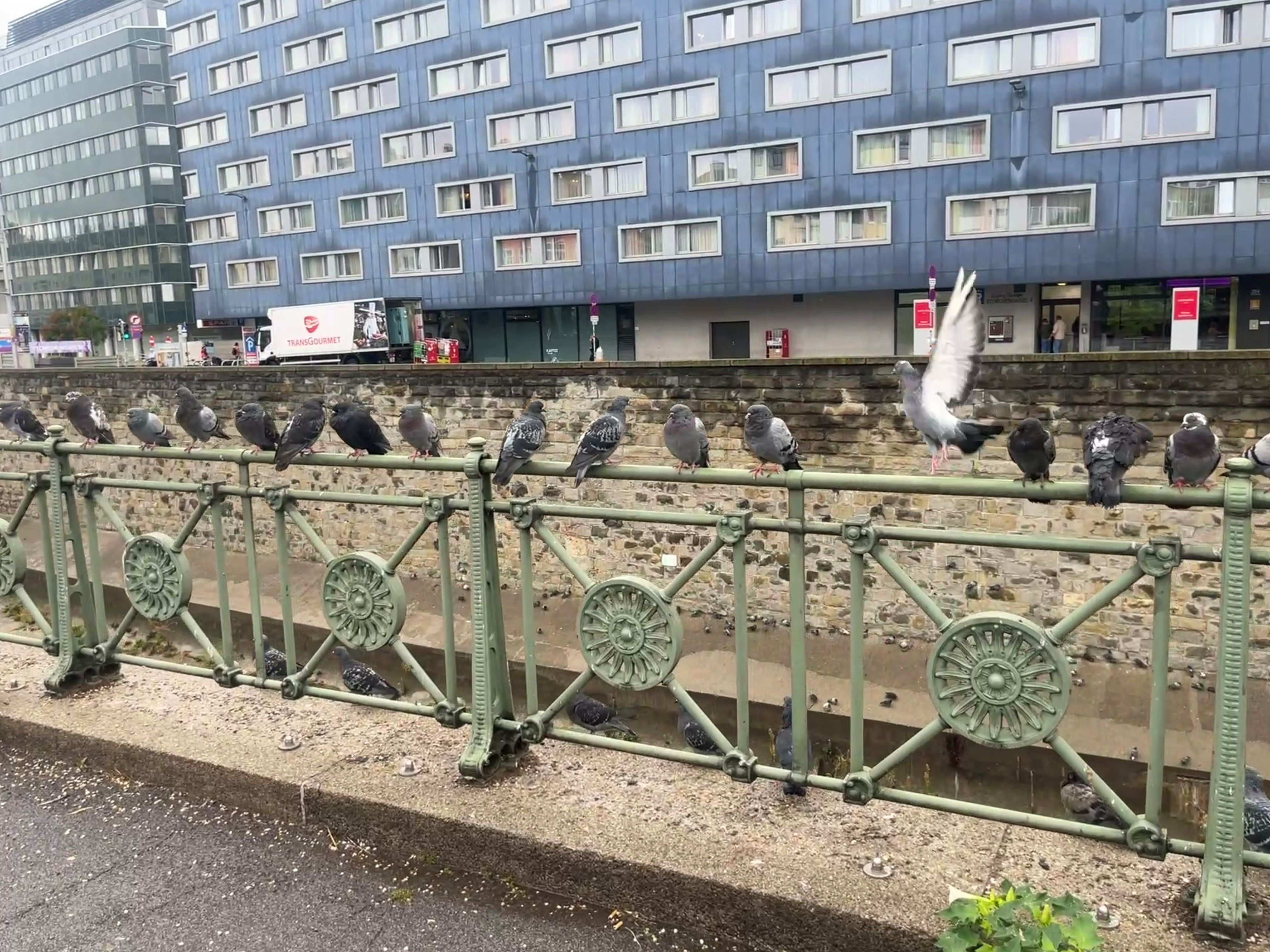 Mehrere Tauben sitzen auf einem grünen Geländer vor einem modernen Gebäude.