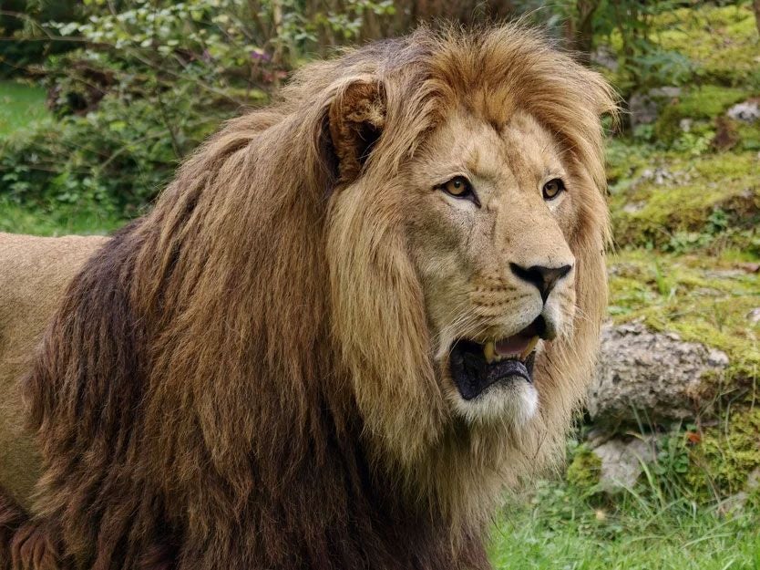 Ein männlicher Löwe mit üppiger Mähne steht im Grünen.