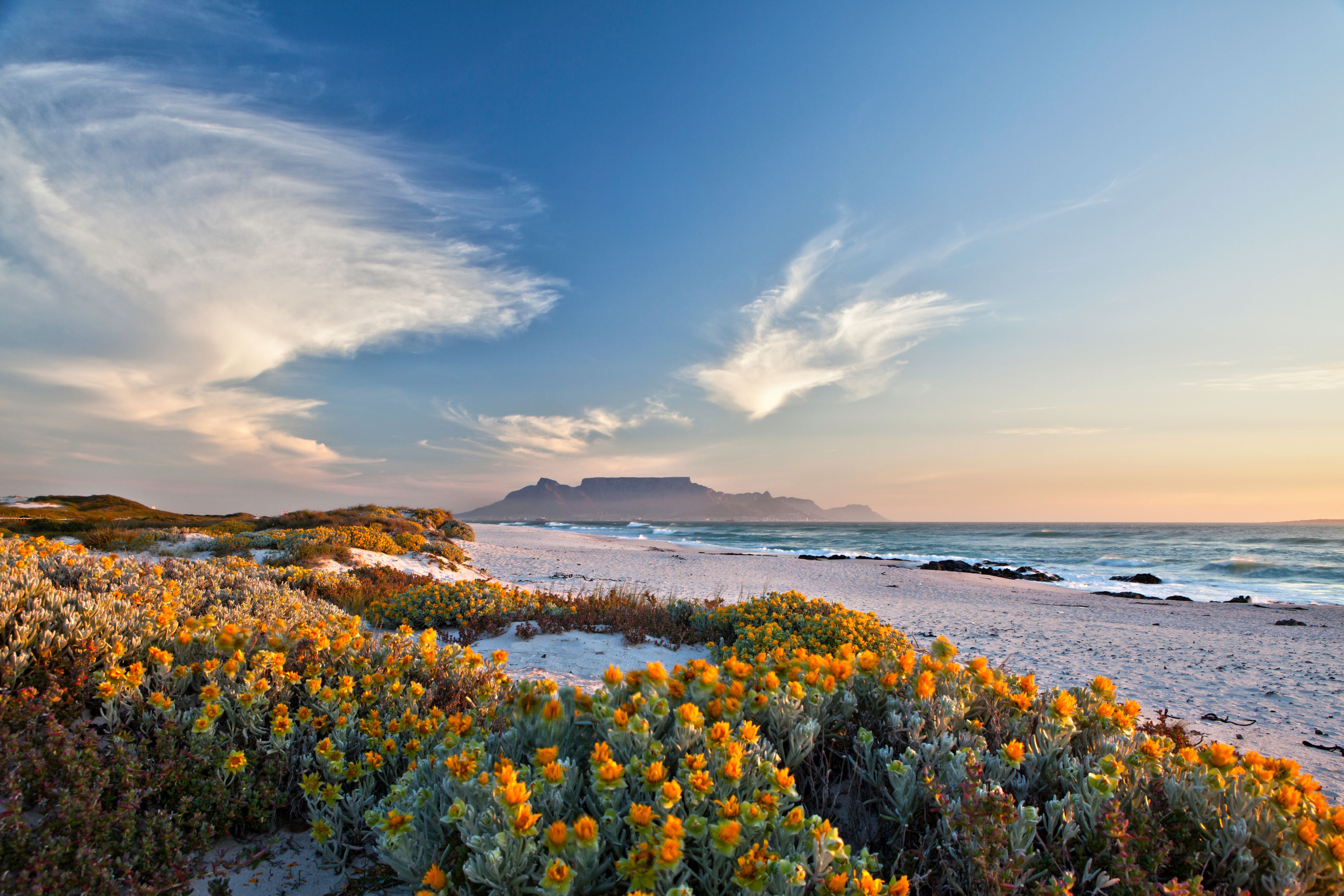 Blick auf den Tafelberg bei Sonnenaufgang mit Blumen am Strand in Südafrika.