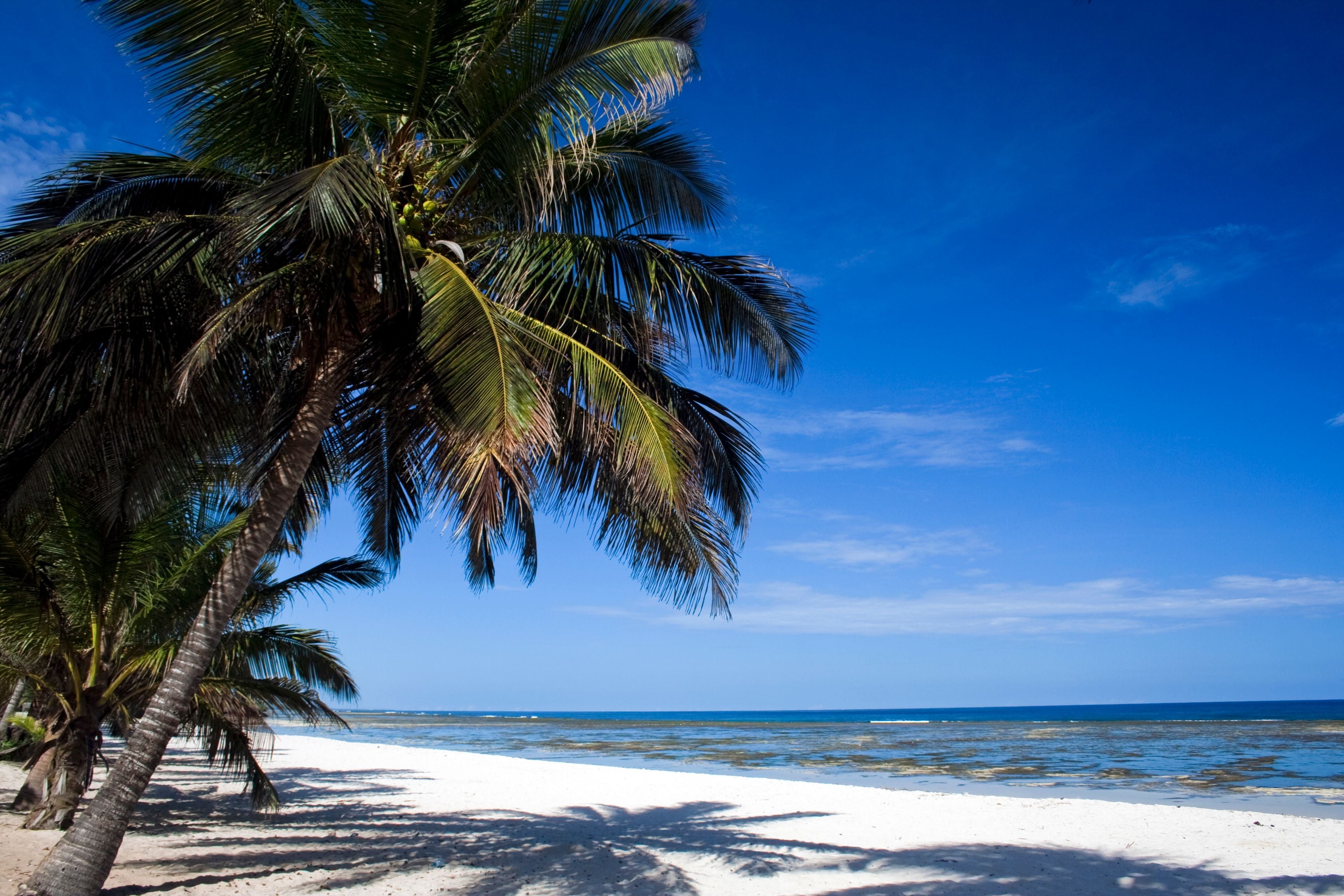 Palmen überhängen einen weißen Sandstrand mit blauem Meer und Himmel bei Mombasa, Kenia.