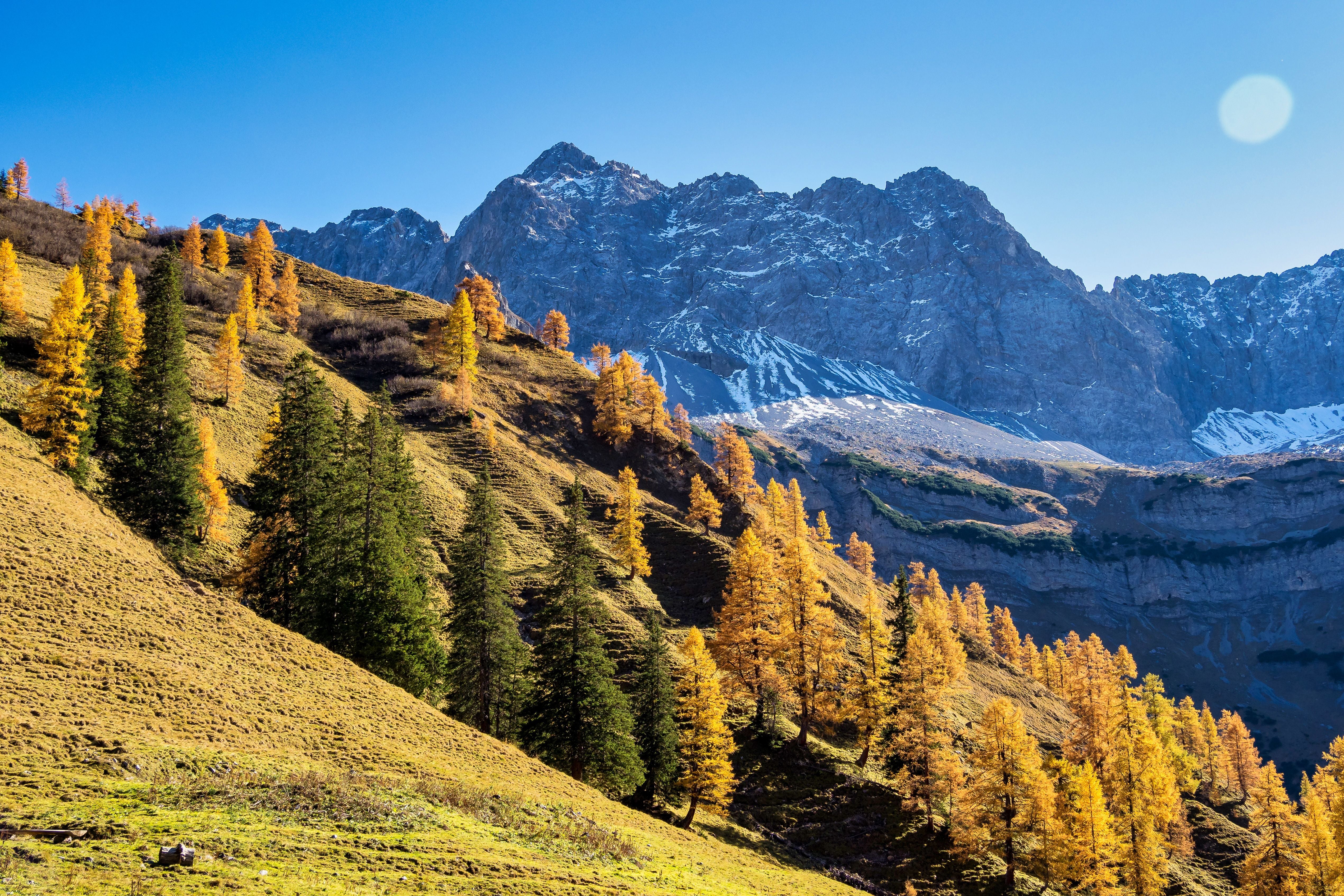 Herbstliche Ahornbäume vor den Karwendelbergen in Tirol bei klarem Himmel und leichtem Schnee.
