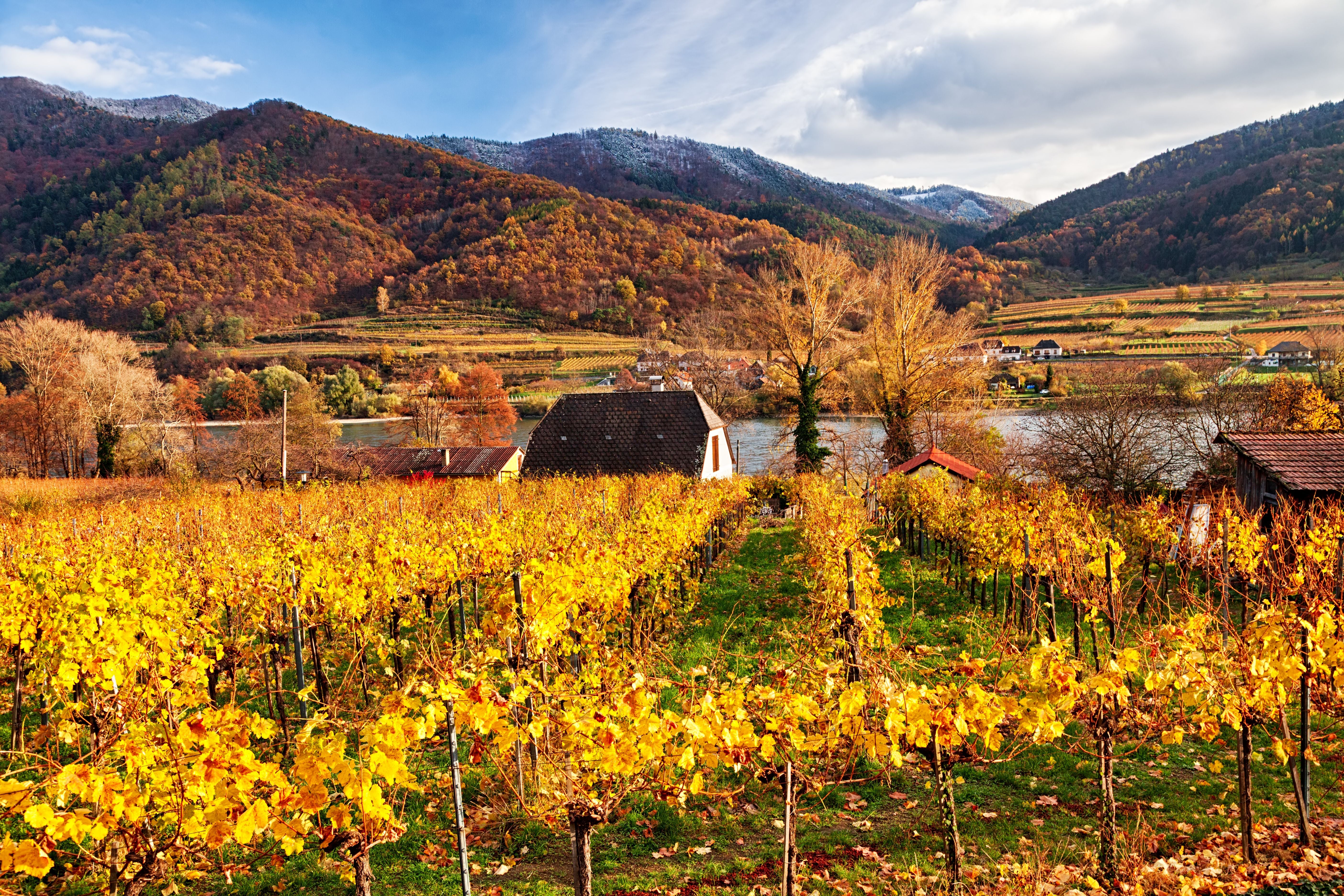 Weinberge mit gelbem Laub bei Spitz in der Wachau, im Hintergrund Berge und Donau.