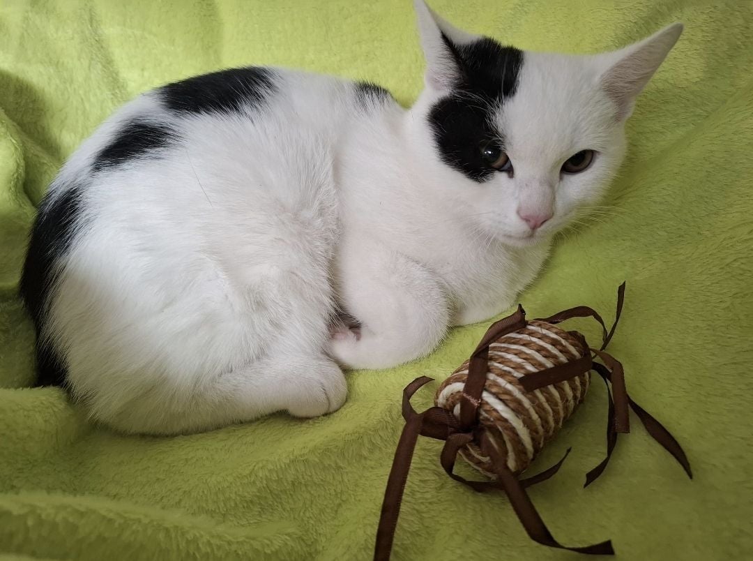 Weiße Katze mit schwarzen Flecken liegt auf grünem Stoff neben einem Spielzeug.
