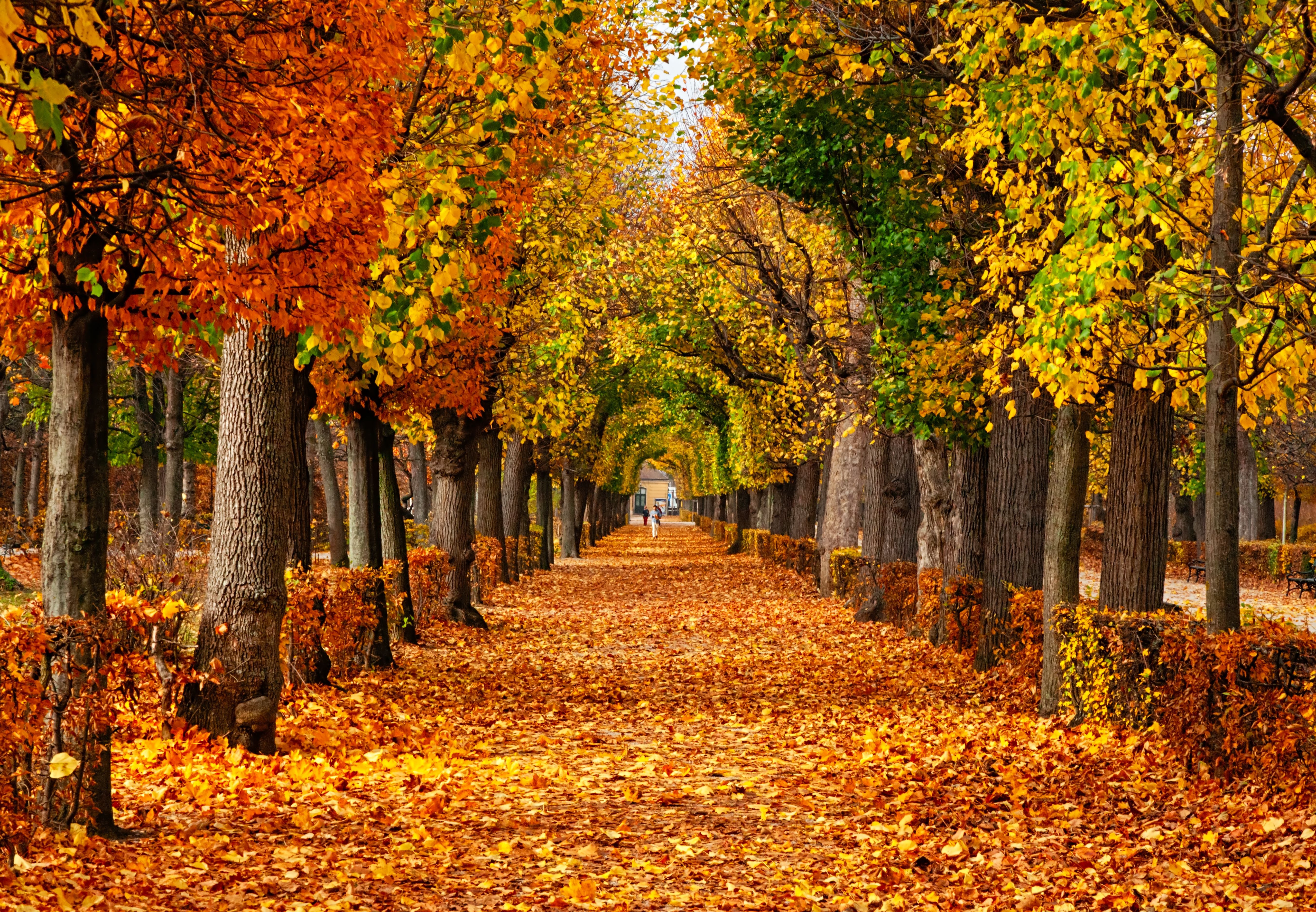 Herbstlicher Parkweg, bedeckt mit buntem Laub und von Bäumen mit gelben und orangenen Blättern gesäumt.