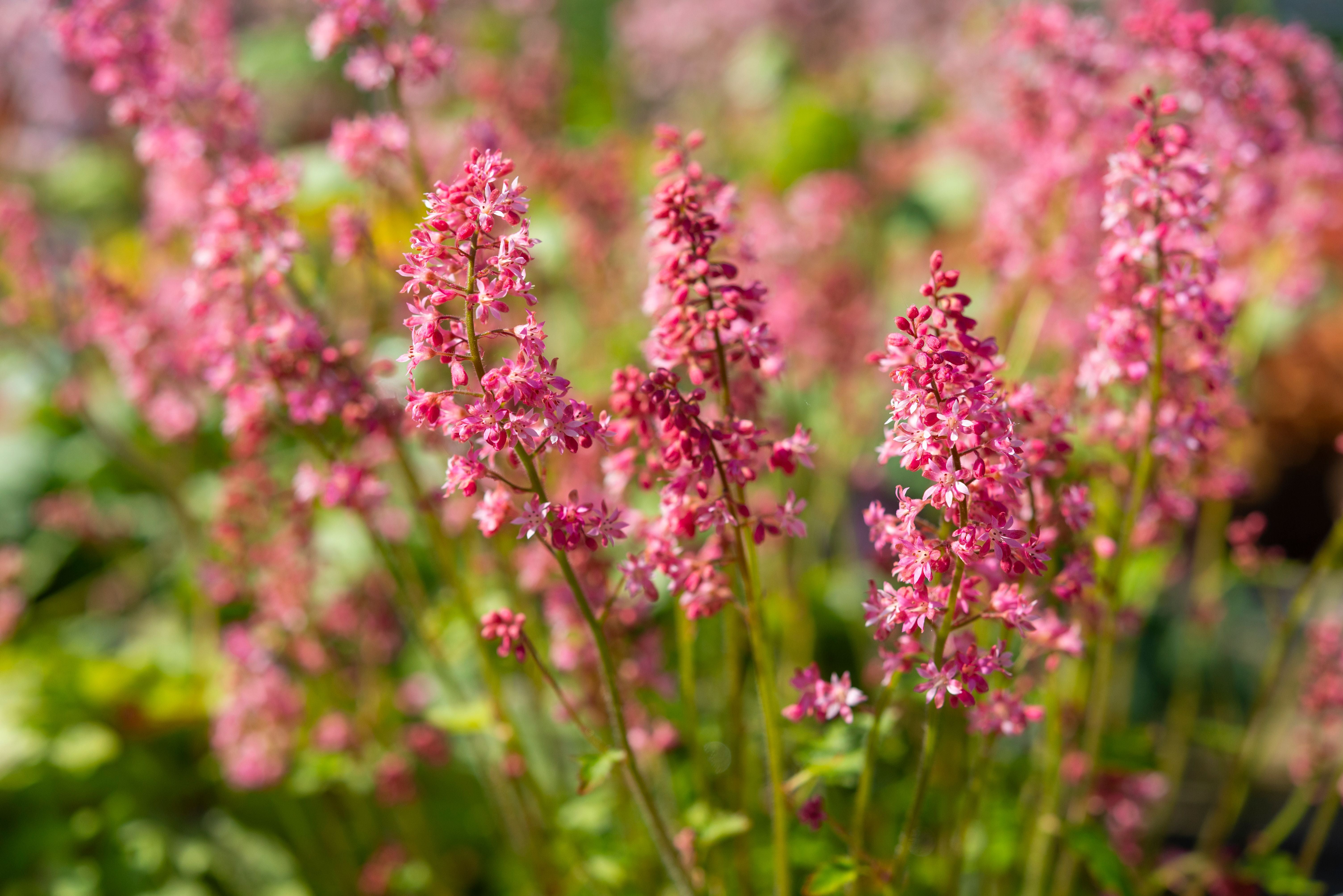 Zarte rosa Blütenrispen einer Heuchera-Tiarella-Hybride über grünem Laub im Sonnenlicht.