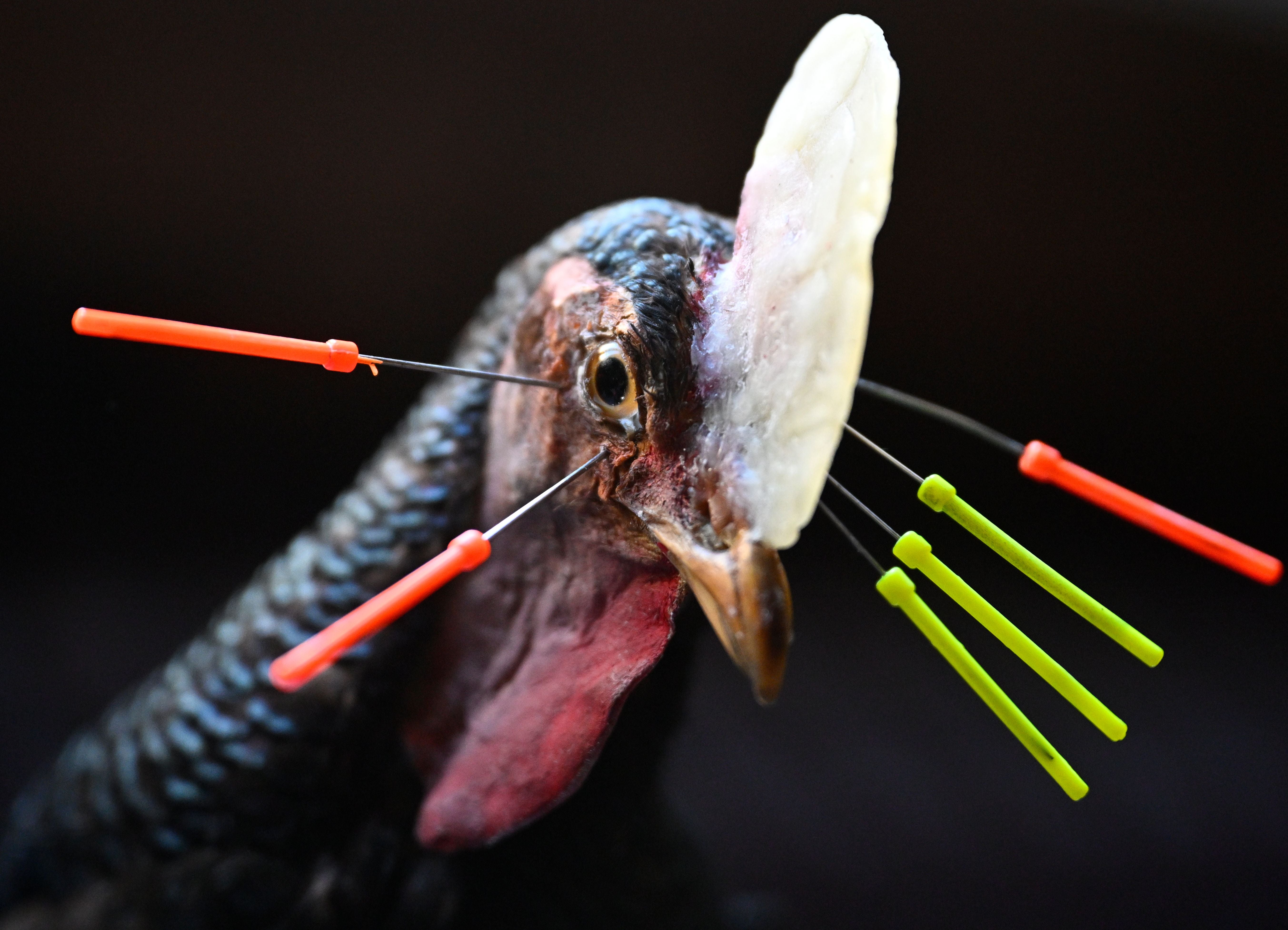 Detailaufnahme eines Vogelpräparats mit Nadeln zur Fixierung und weißem Modell auf dem Kopf.