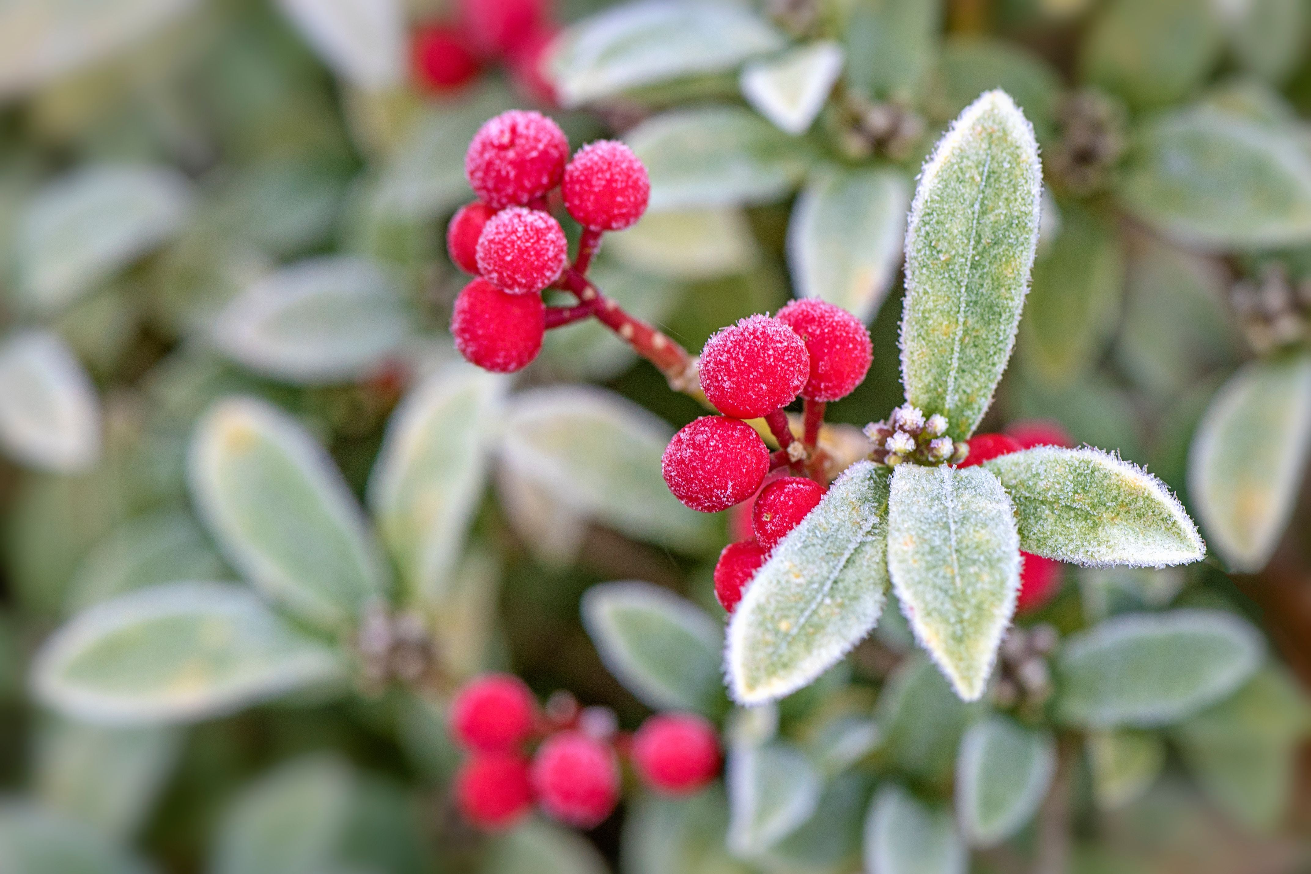 Rote Beeren und grüne Blätter mit Raureif bedeckt.