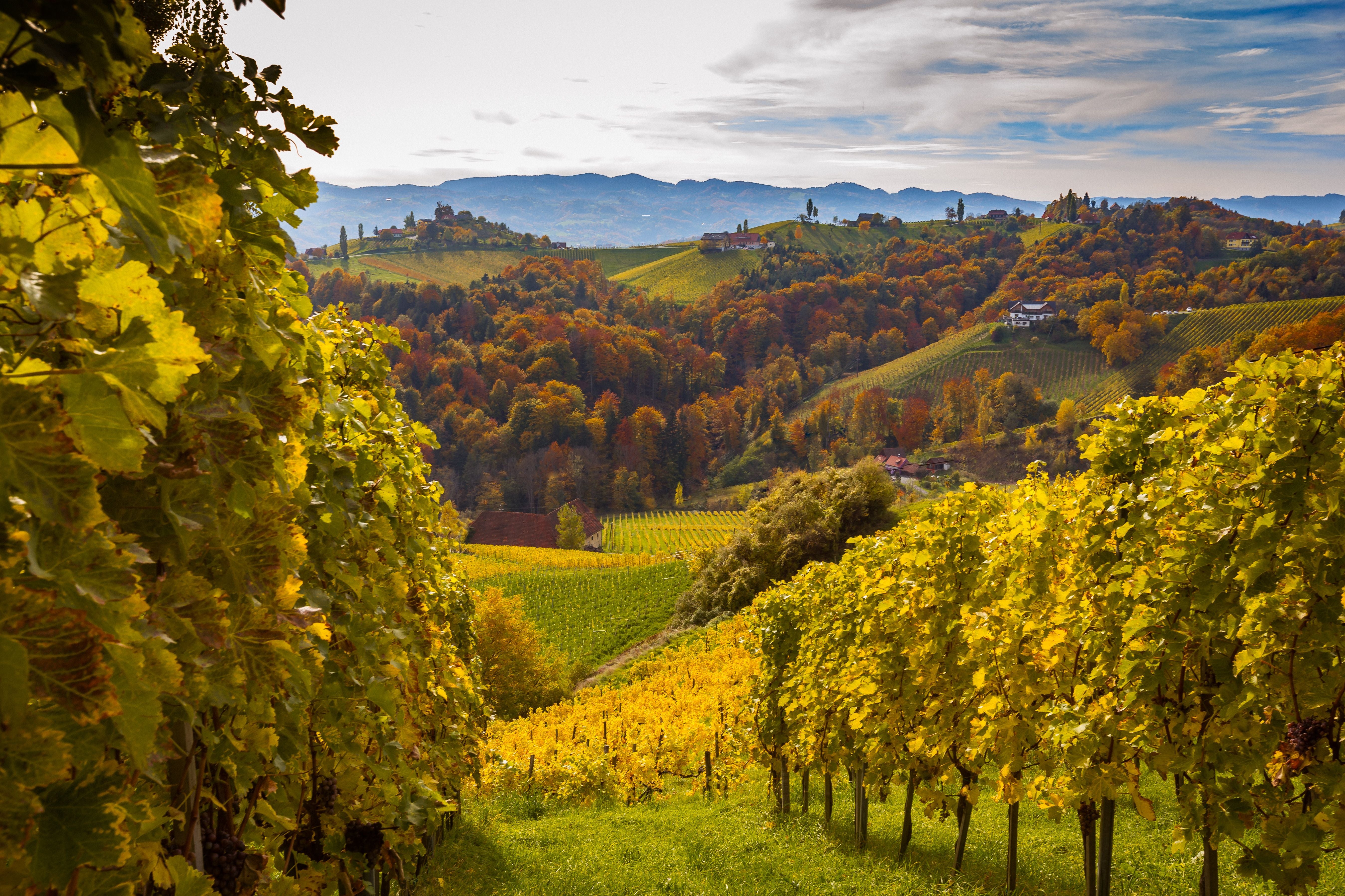 Herbstliche Weinberge in der Südsteiermark, Österreich, mit bunten Blättern und Hügeln im Hintergrund.