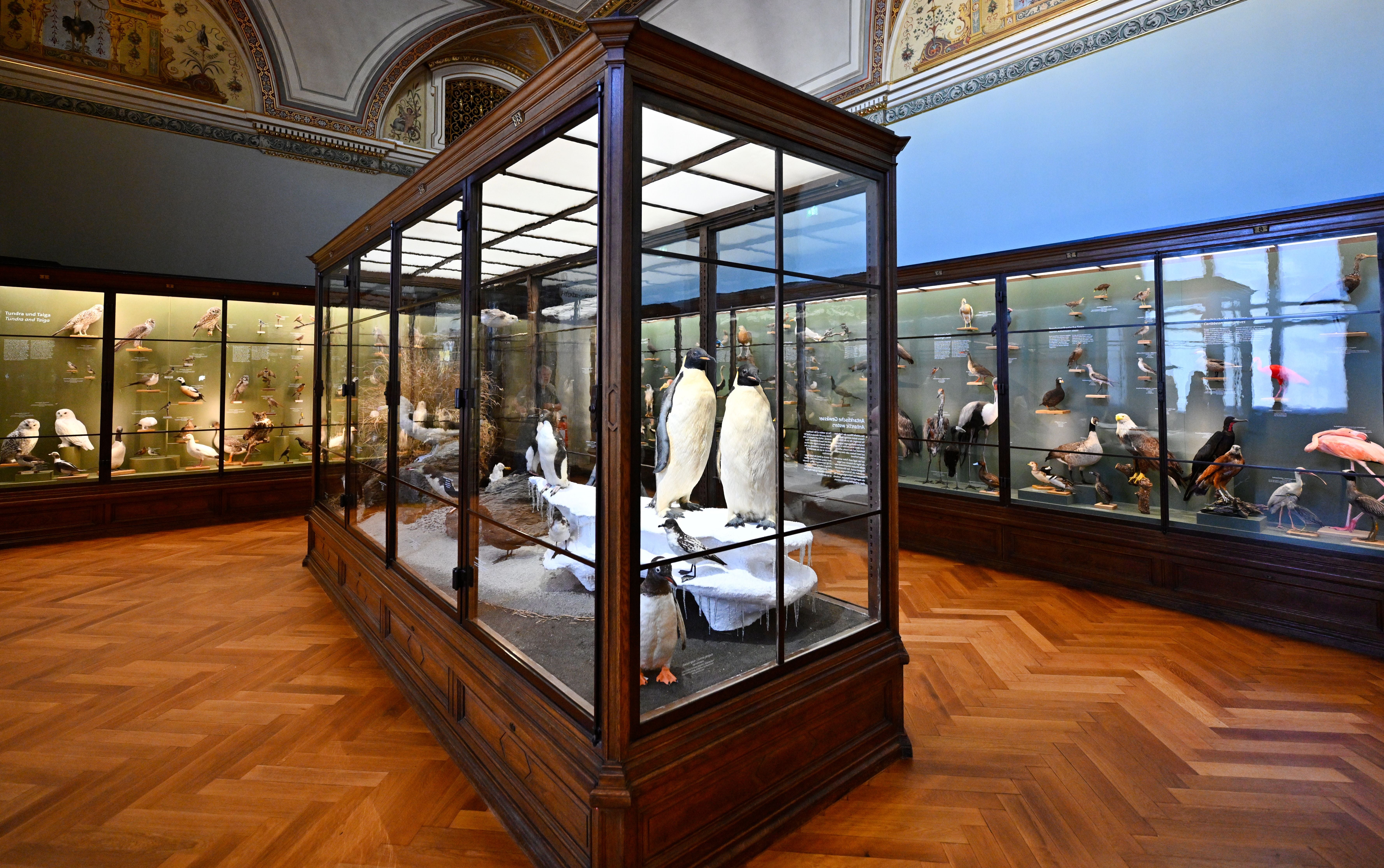 Vogelsaal im Naturhistorischen Museum Wien mit zahlreichen ausgestopften Vögeln in Vitrinen.