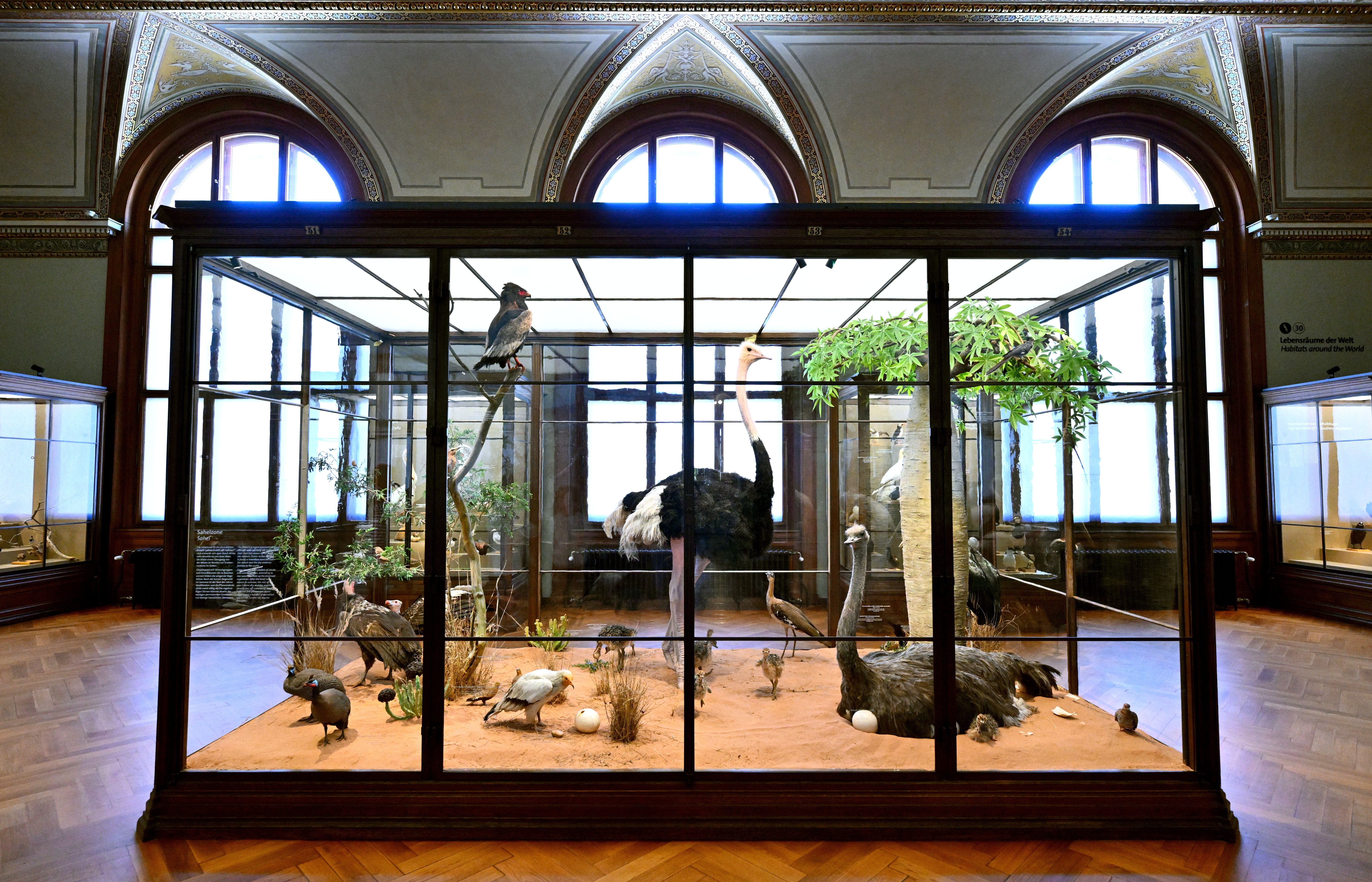 Ausstellungsvitrine mit verschiedenen ausgestopften Vögeln, darunter ein großer Strauß, im Museum.