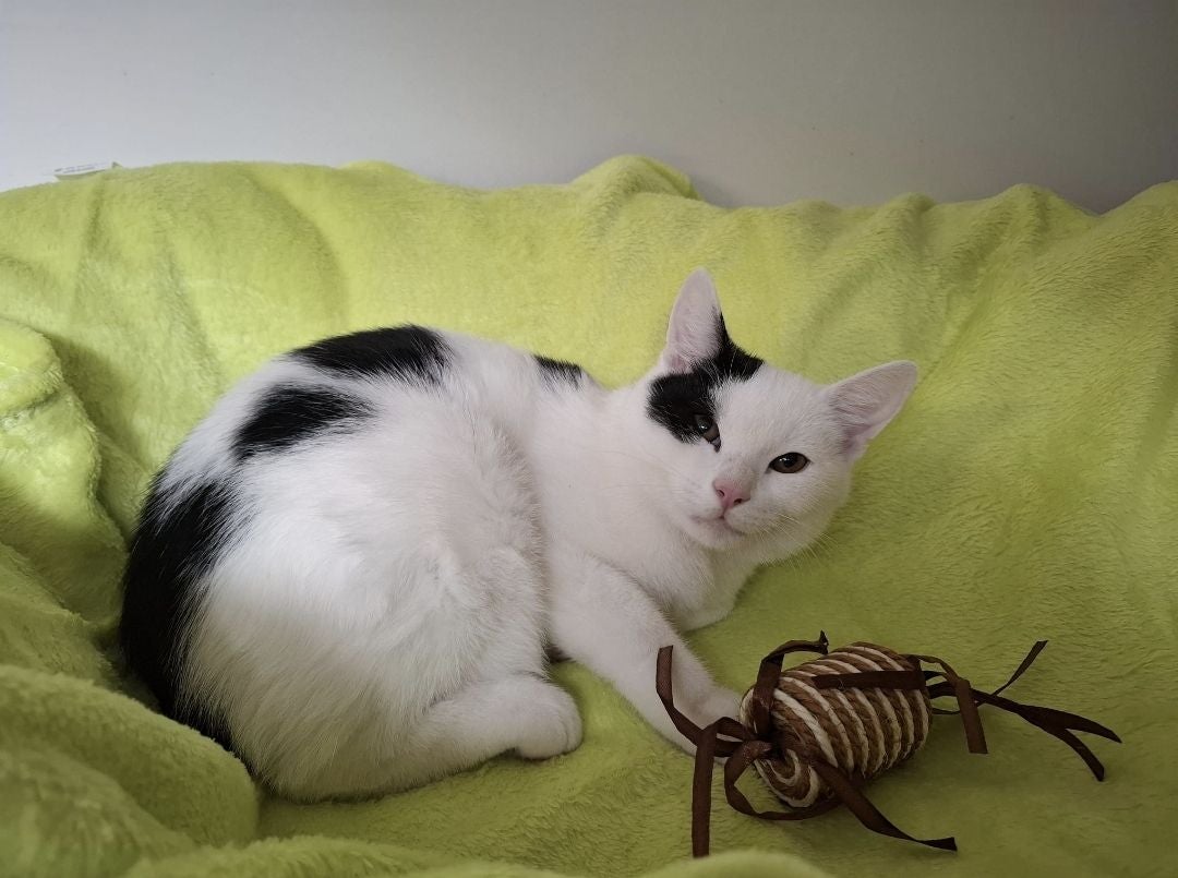 Weiß-schwarzer Kater liegt auf grüner Decke und spielt mit einem Spielzeug aus Schnur.