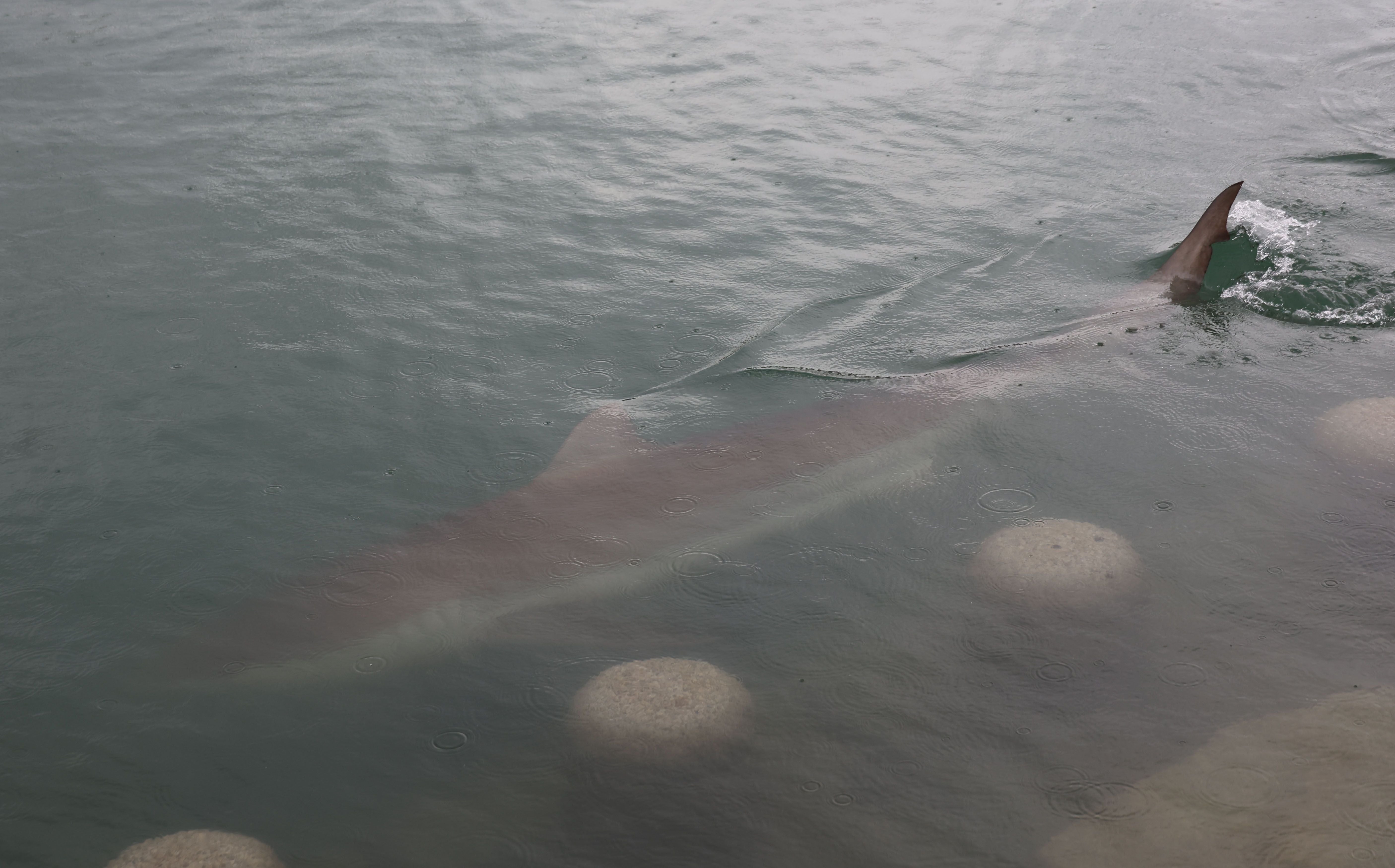 Ein etwa vier Meter langer Kupferhai schwimmt nahe der Wasseroberfläche im trüben Wasser.