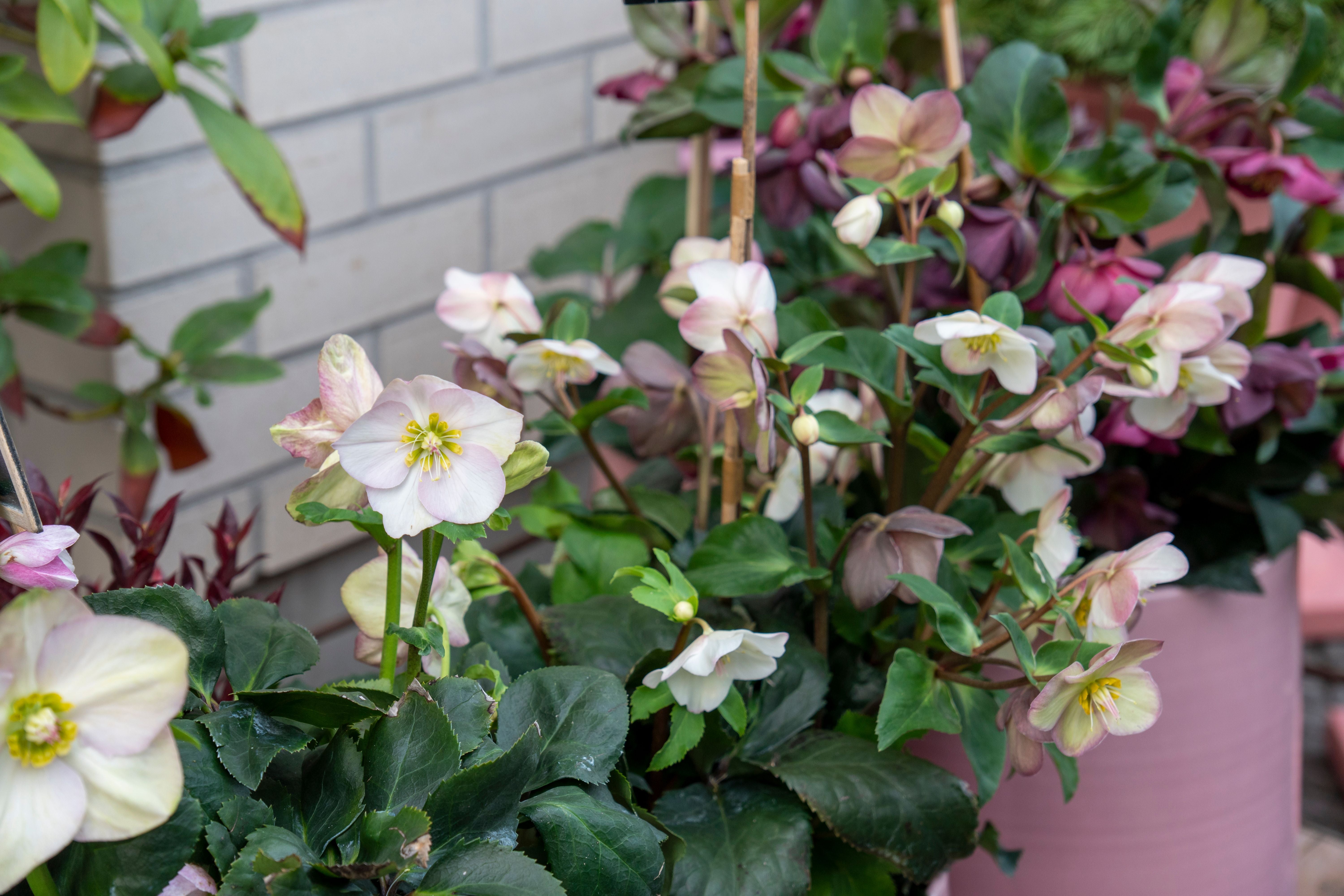 Weiße und rosafarbene Christrosen (Helleborus niger) vor einer Ziegelwand.