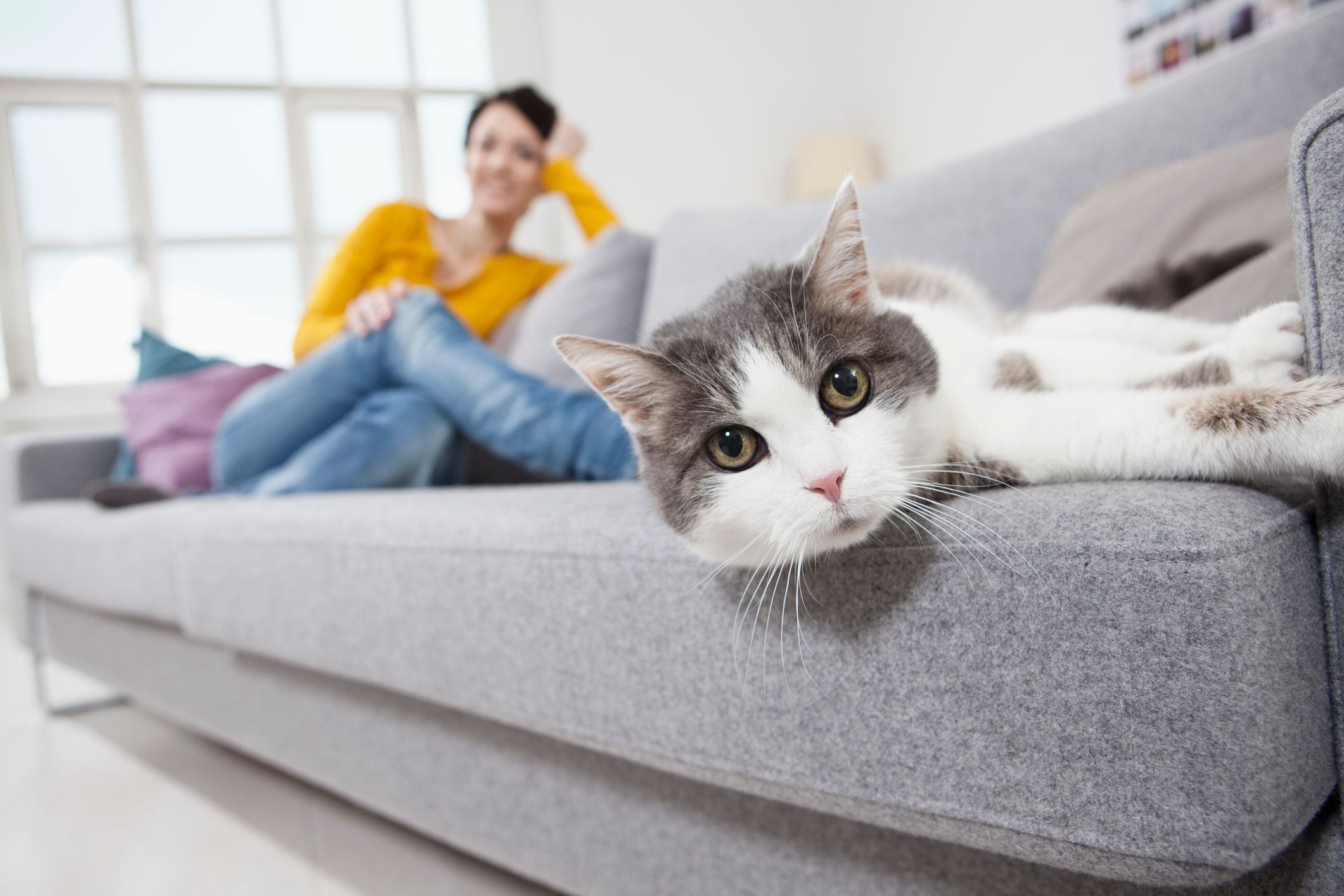 Eine Katze liegt auf einem grauen Sofa, im Hintergrund sitzt eine Person und lächelt.