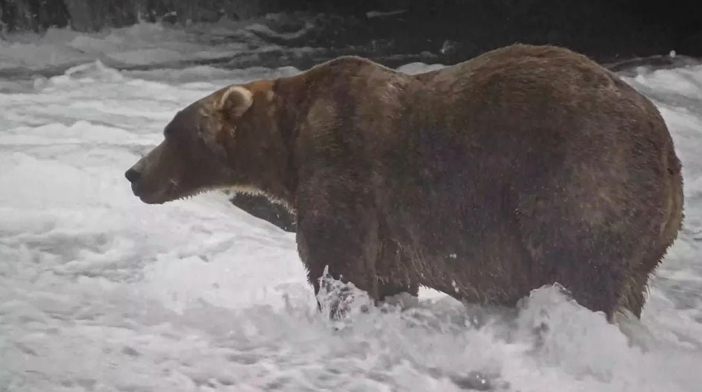 Ein großer Braunbär steht im flachen, strömenden Wasser eines Flusses.