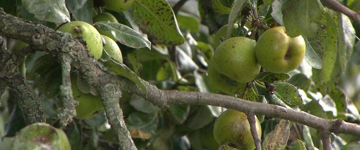Die großkronigen Bäume auf den Streuobstwiesen schöpfen mit ihren tiefen Wurzeln Nährstoffe aus dem Erdreich.