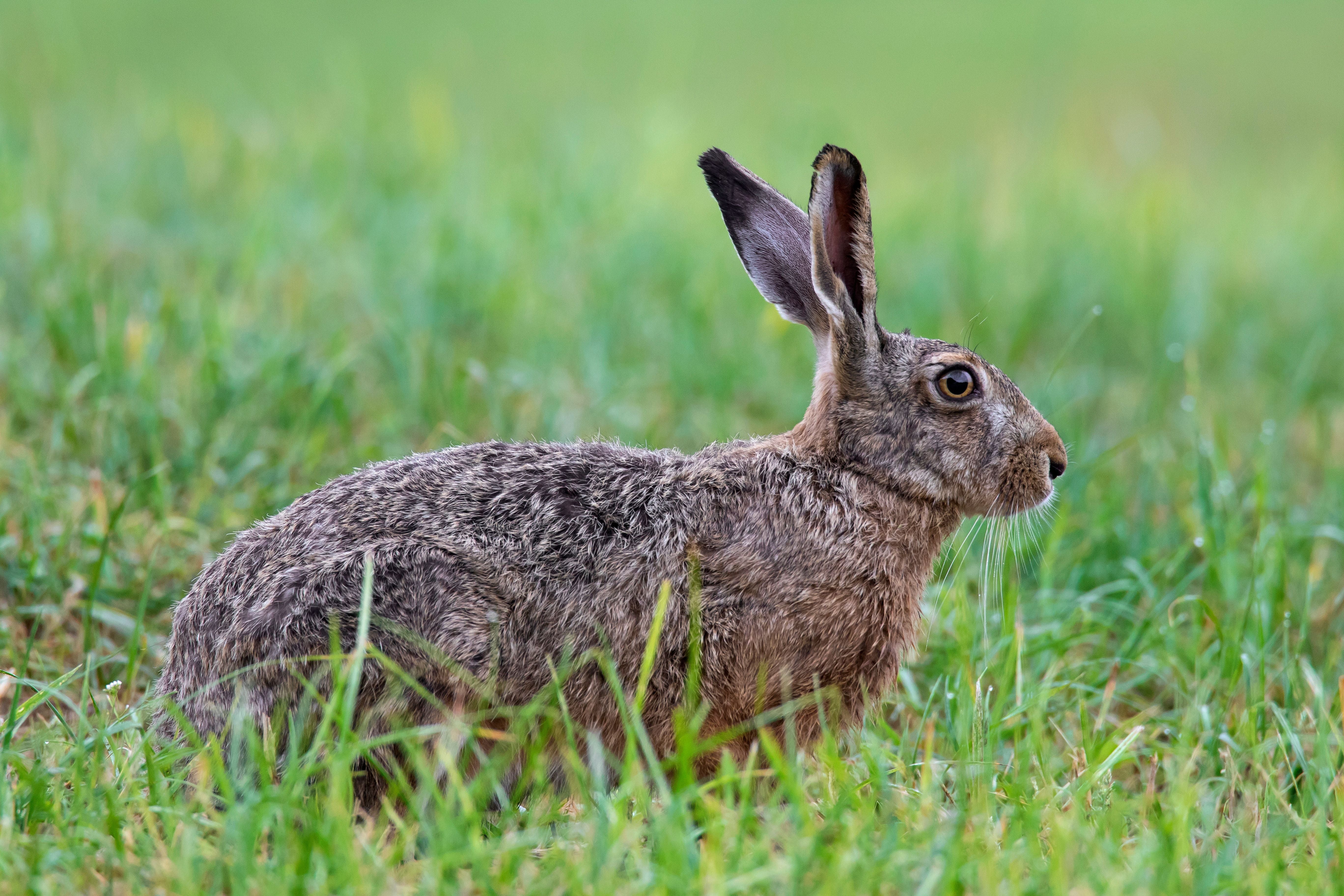 Ein Feldhase sitzt aufmerksam im grünen Gras.