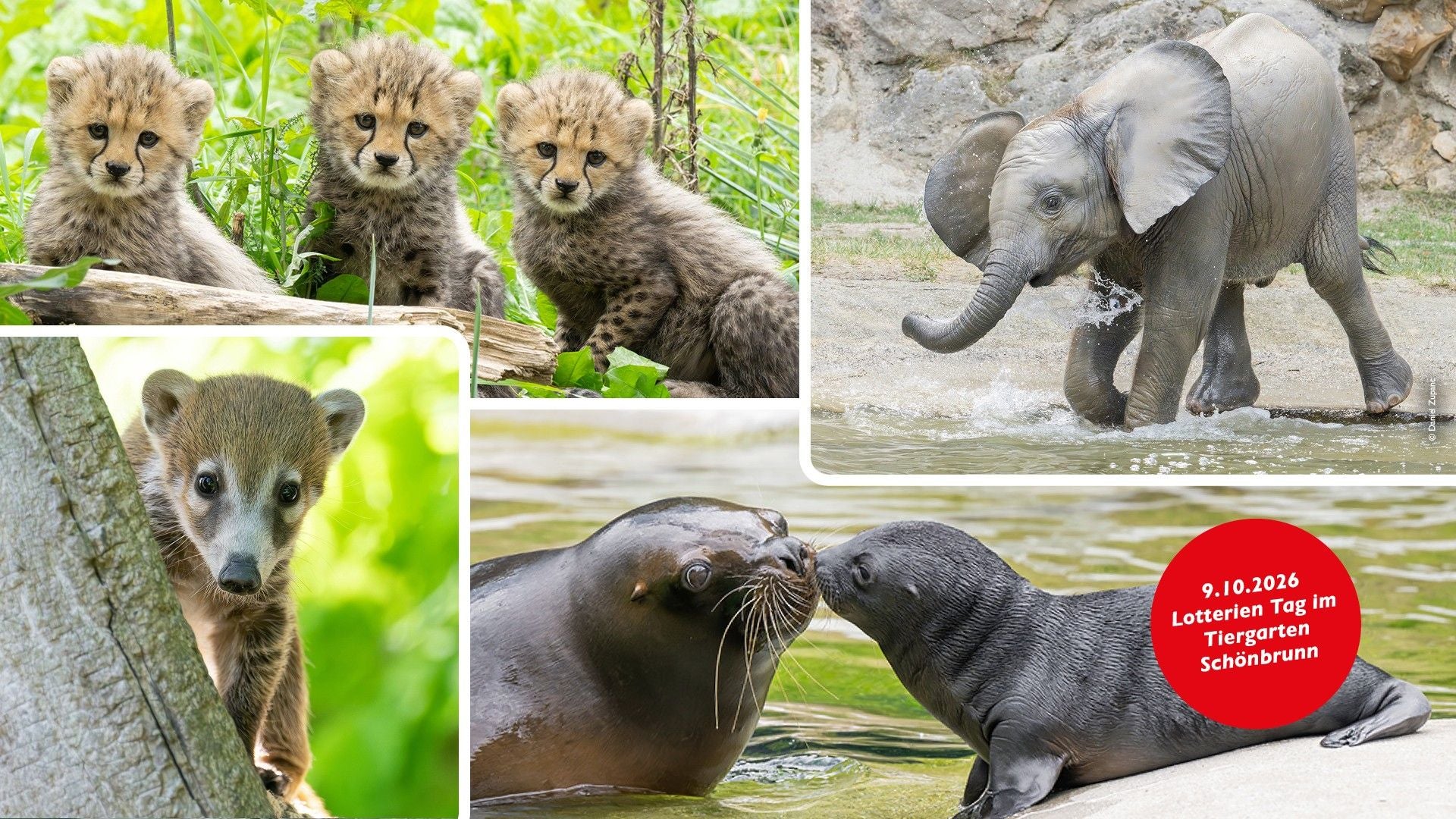 Mehrere Jungtiere: Geparden, Elefant, Nasenbär und Seelöwen mit rotem Hinweis auf Lotterientag.