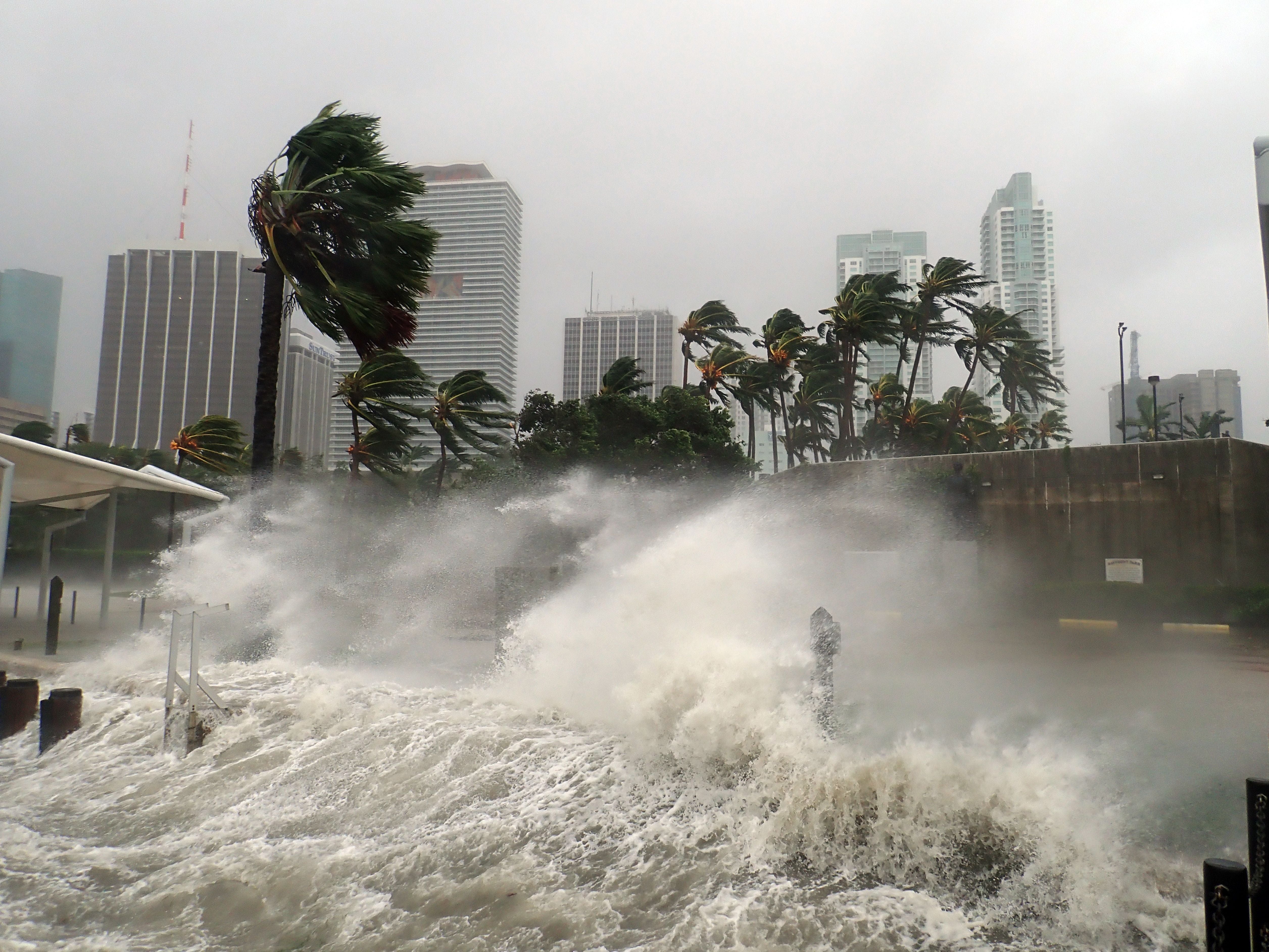 Hohe Wellen und starker Wind peitschen Palmen und überschwemmen die Küstenstadt Miami.