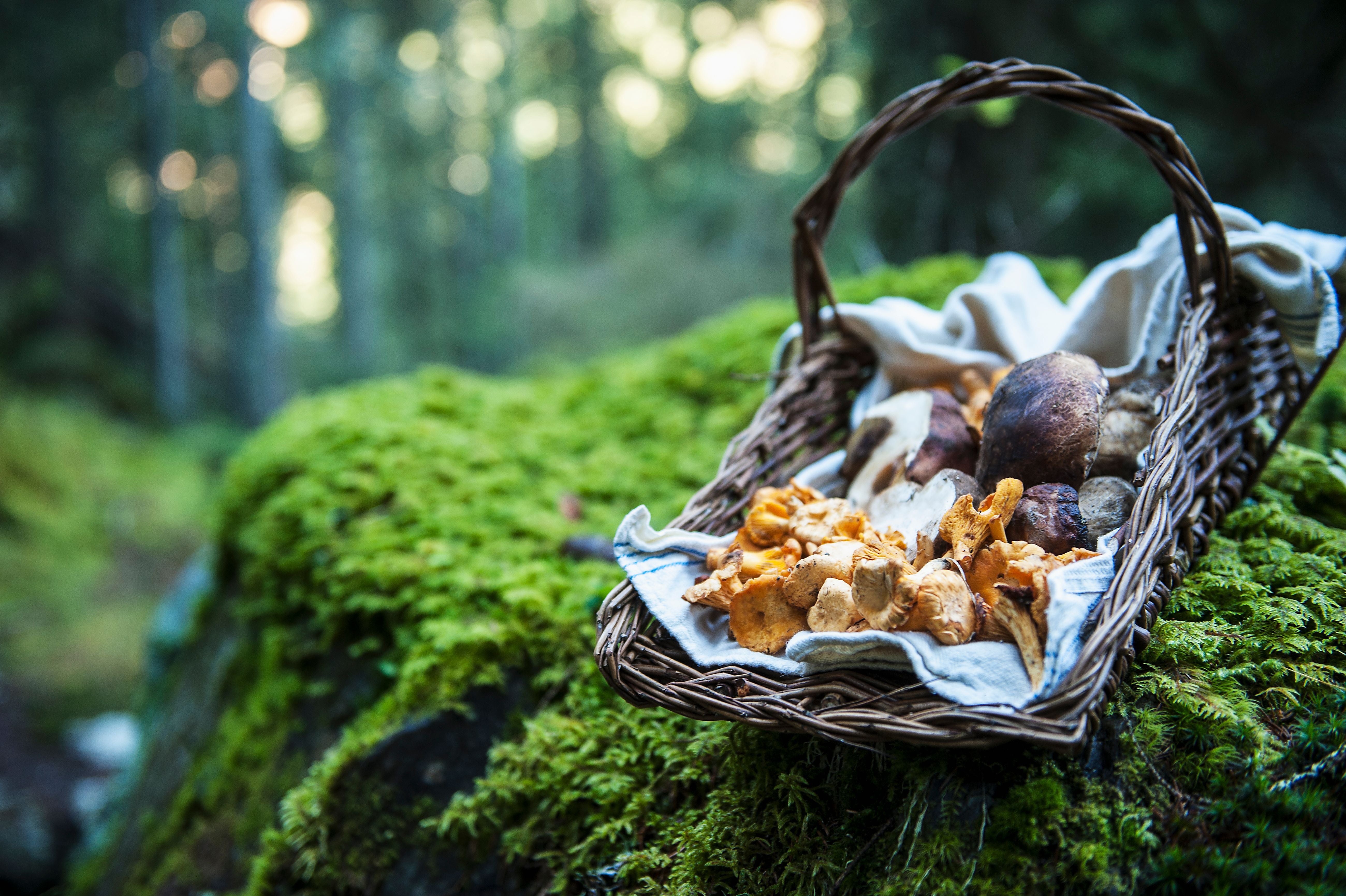 Ein geflochtener Korb mit gesammelten Pilzen steht auf moosbedecktem Stein im Wald.