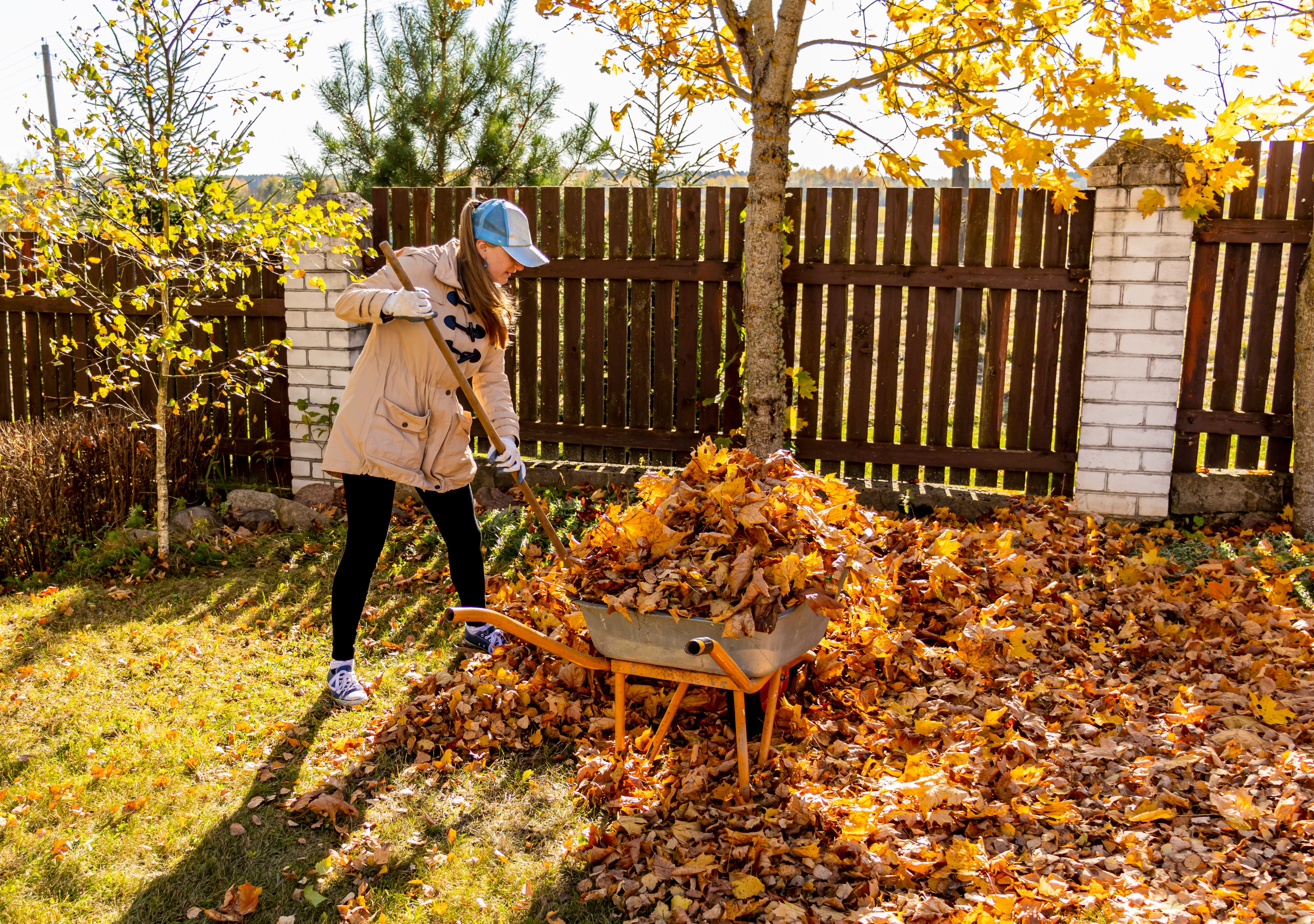 Frau rechen Herbstlaub im Garten und füllt eine Schubkarre mit bunten Blättern.