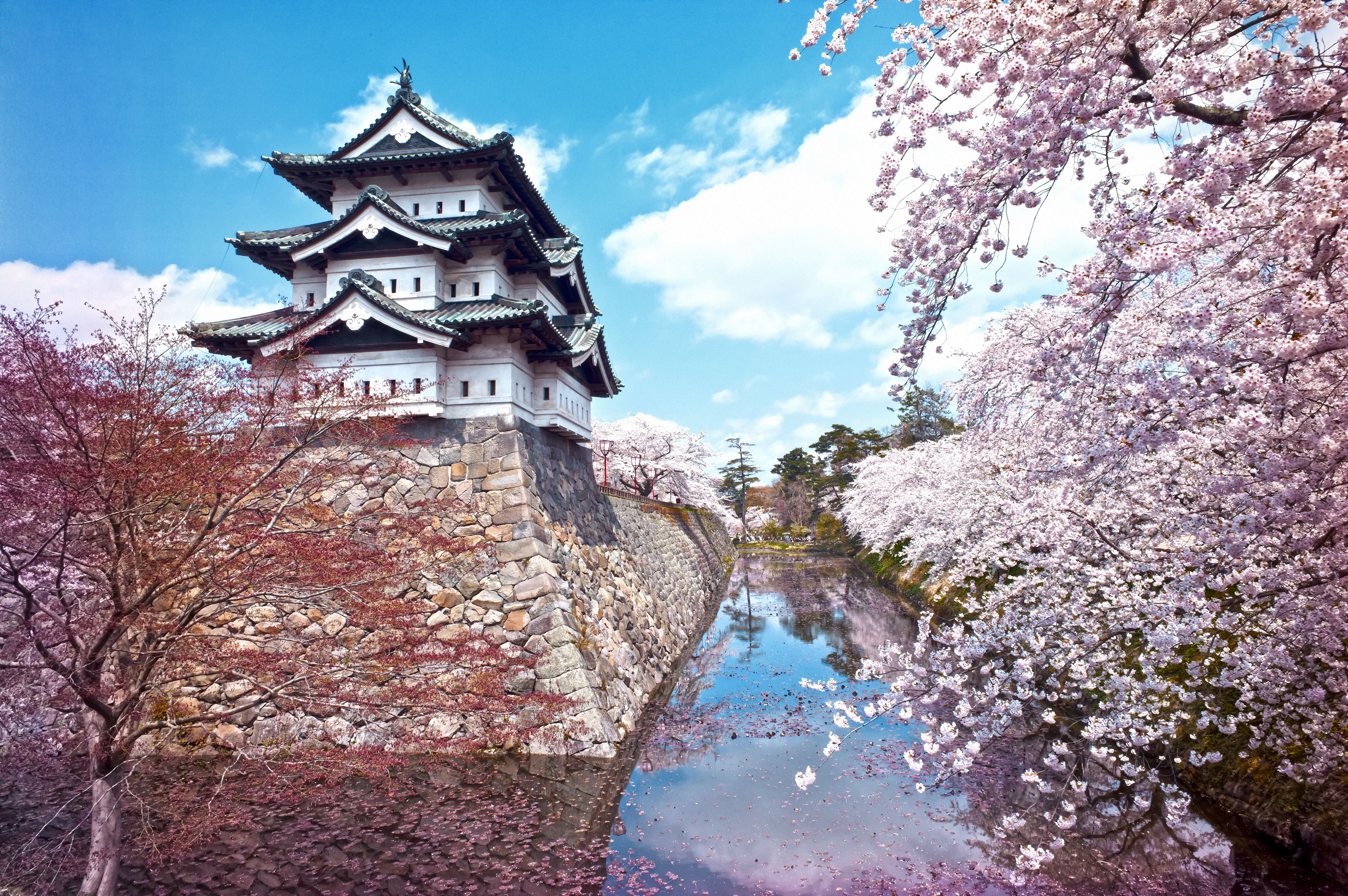 Japanisches Schloss in Hirosaki, umgeben von blühenden Kirschbäumen und Wassergraben.