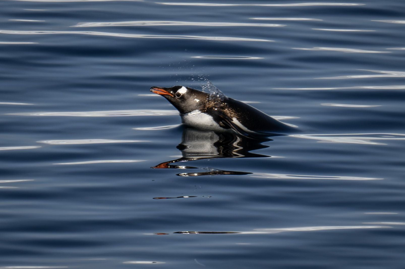 Ein Eselspinguin taucht durch das ruhige Wasser in der Antarktis.