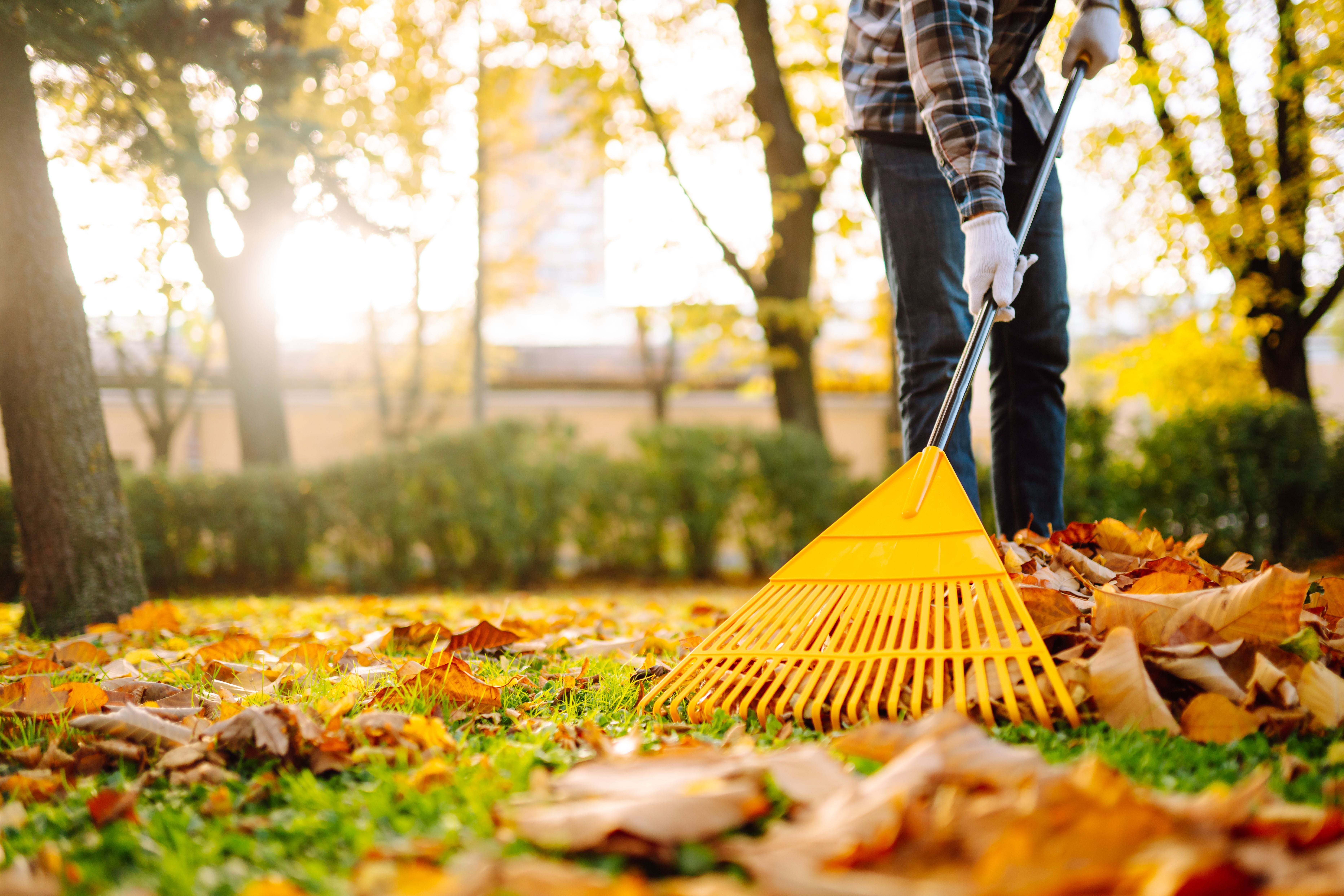 Person harkt bunte Herbstblätter mit einem gelben Rechen im sonnigen Park zusammen.