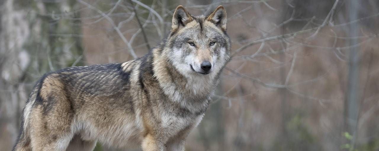 Vor einem Jahr ist in Niederösterreich erstmals ein "Problemwolf" entnommen worden.