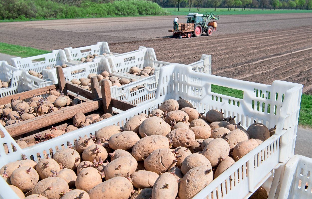 Kisten mit Pflanzkartoffeln auf einem Feld, im Hintergrund fährt ein Traktor über das Ackerland.