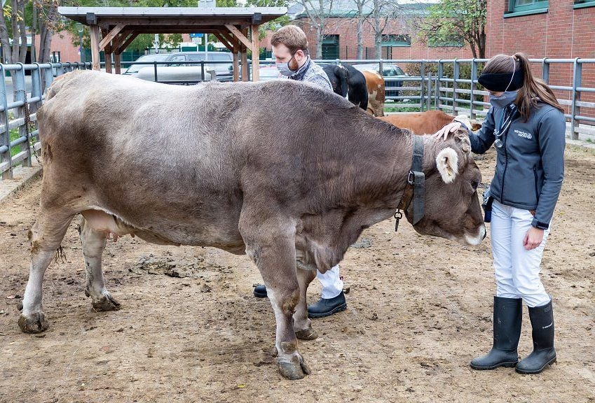Zwei Tierärzte untersuchen eine Kuh im Außenbereich eines Stalls.