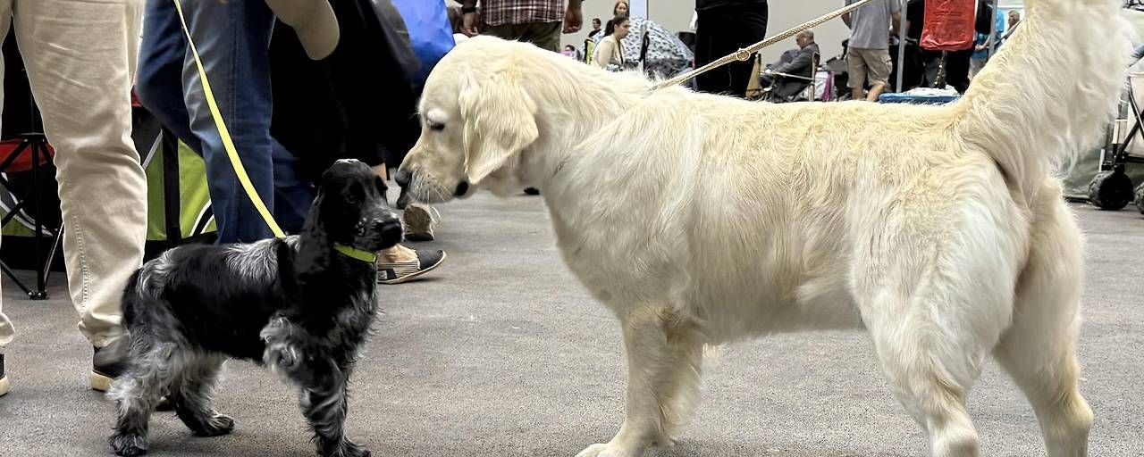 Hundebegegnungen.