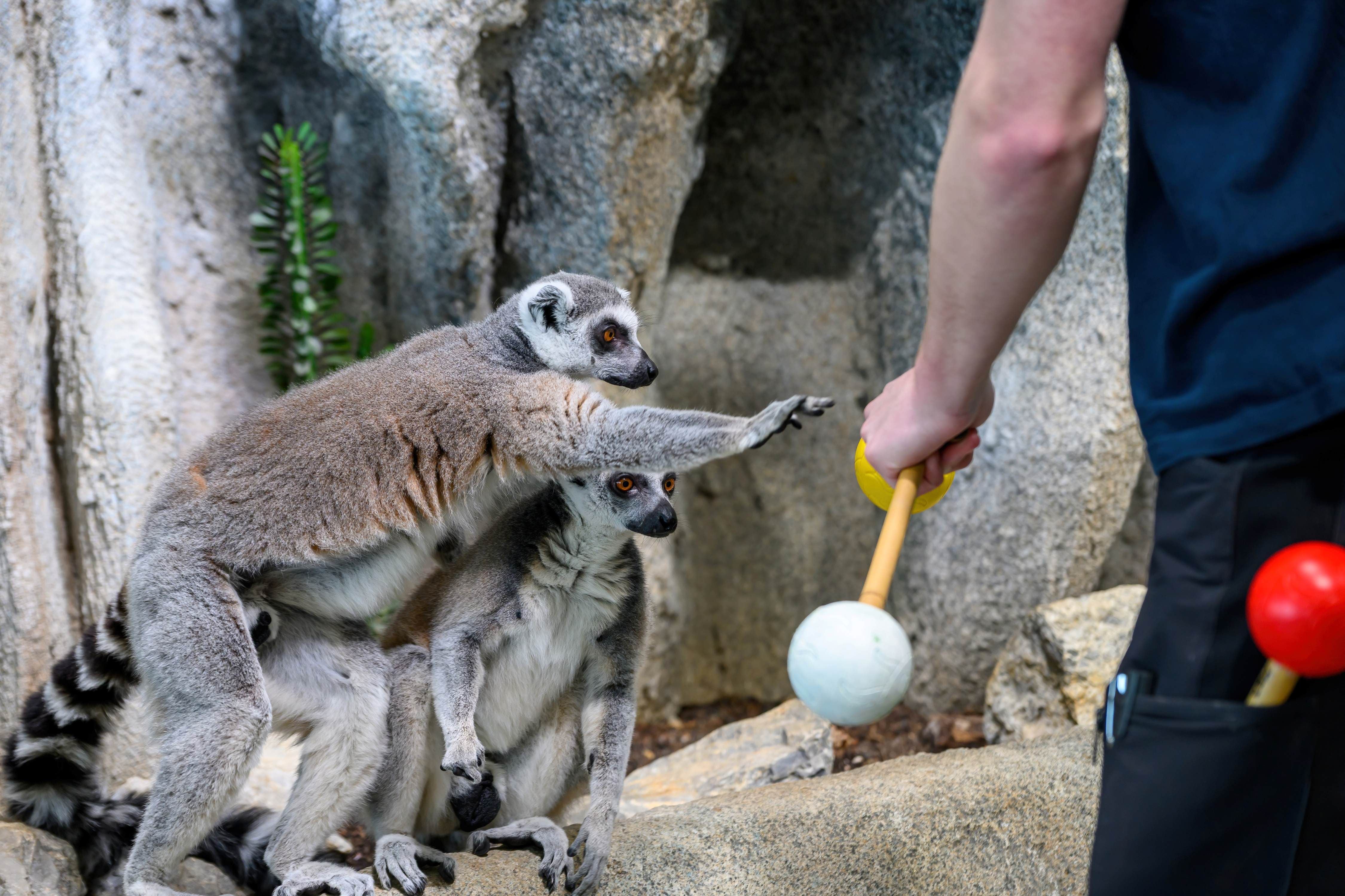 Zwei Kattas interagieren mit einer Person, die einen Stock mit einer weißen Kugel hält.