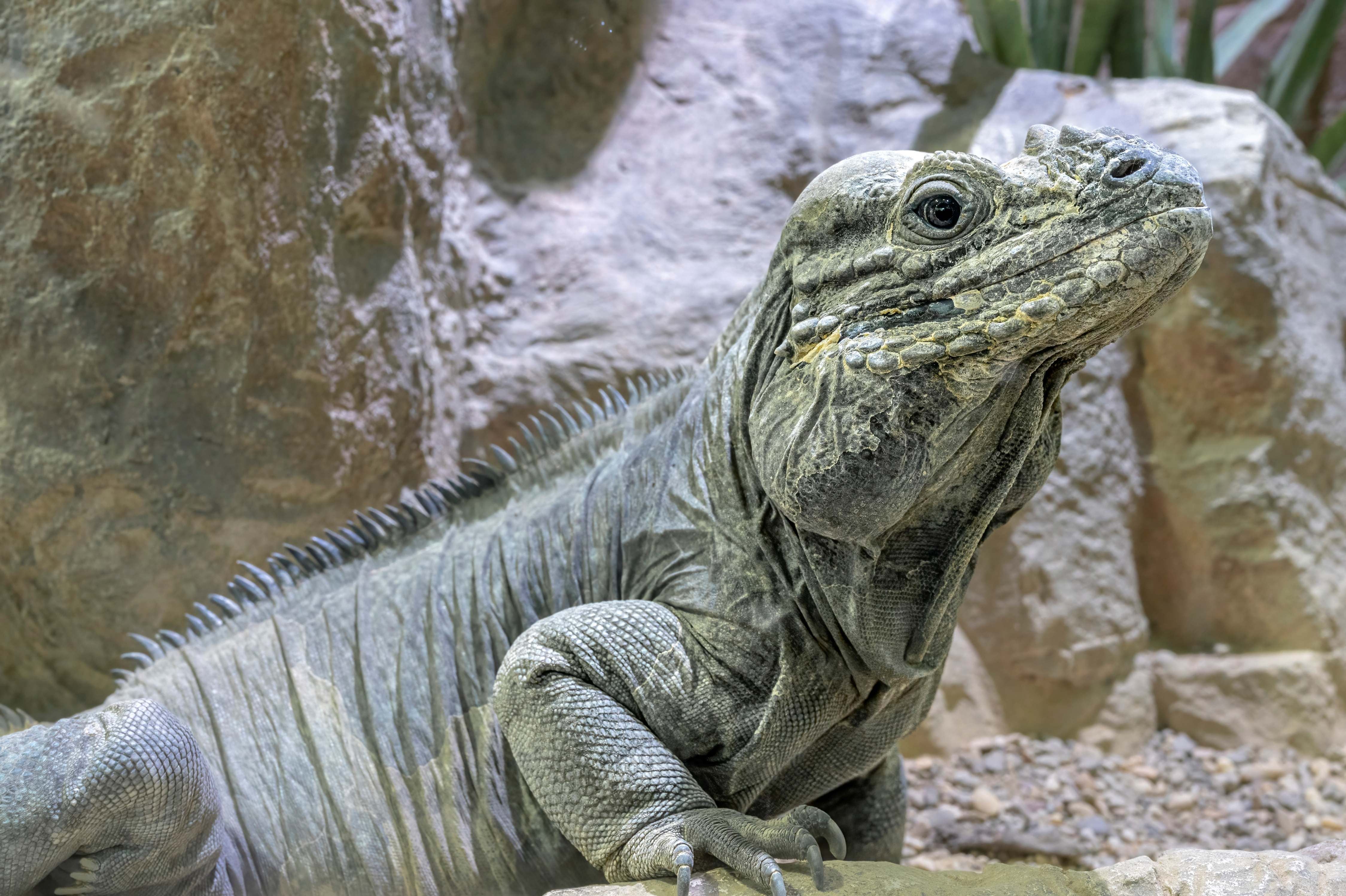 Eine große Echse sitzt vor Felsen im Haus des Meeres.