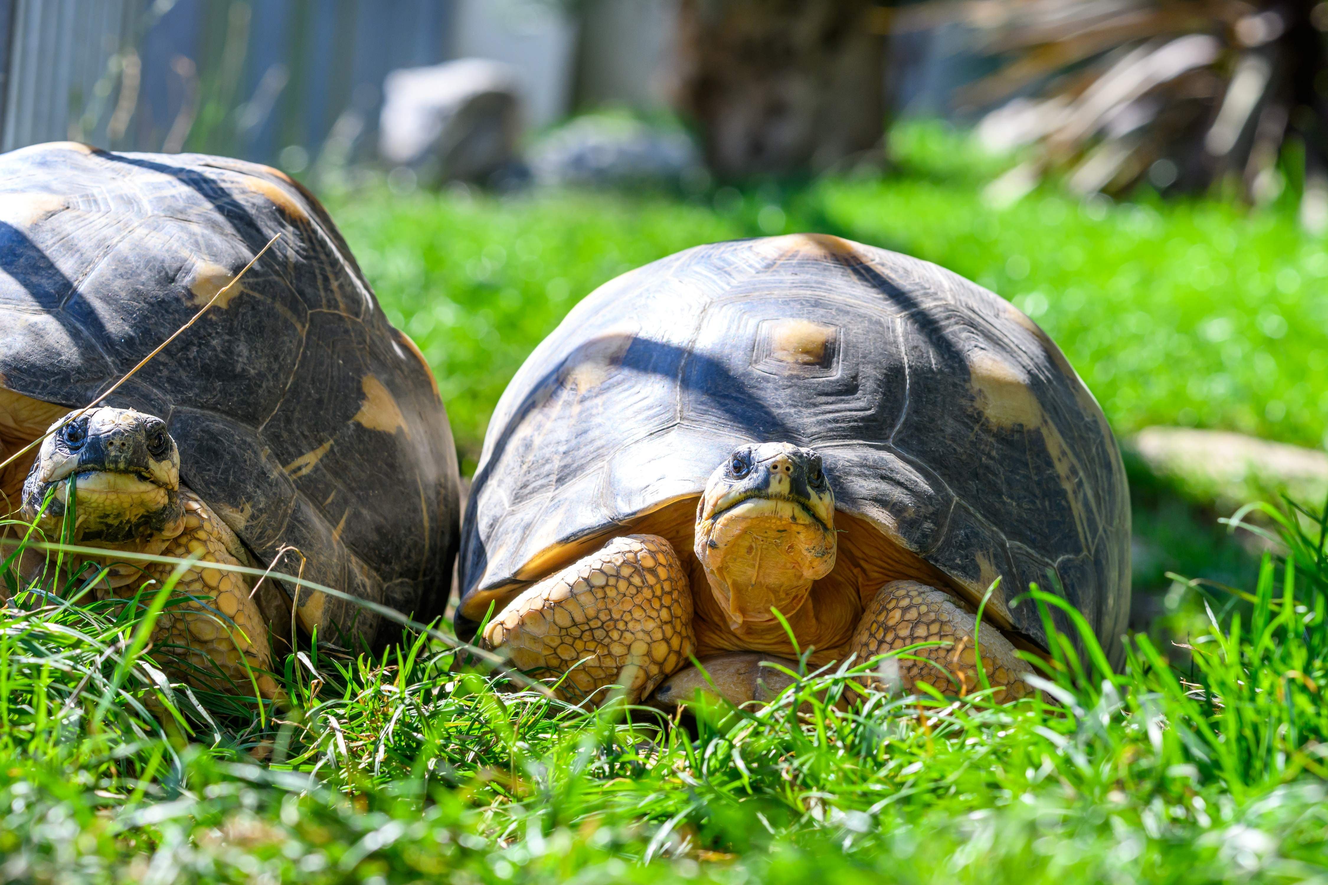 Zwei Schildkröten sitzen im Gras im Sonnenschein im Haus des Meeres.