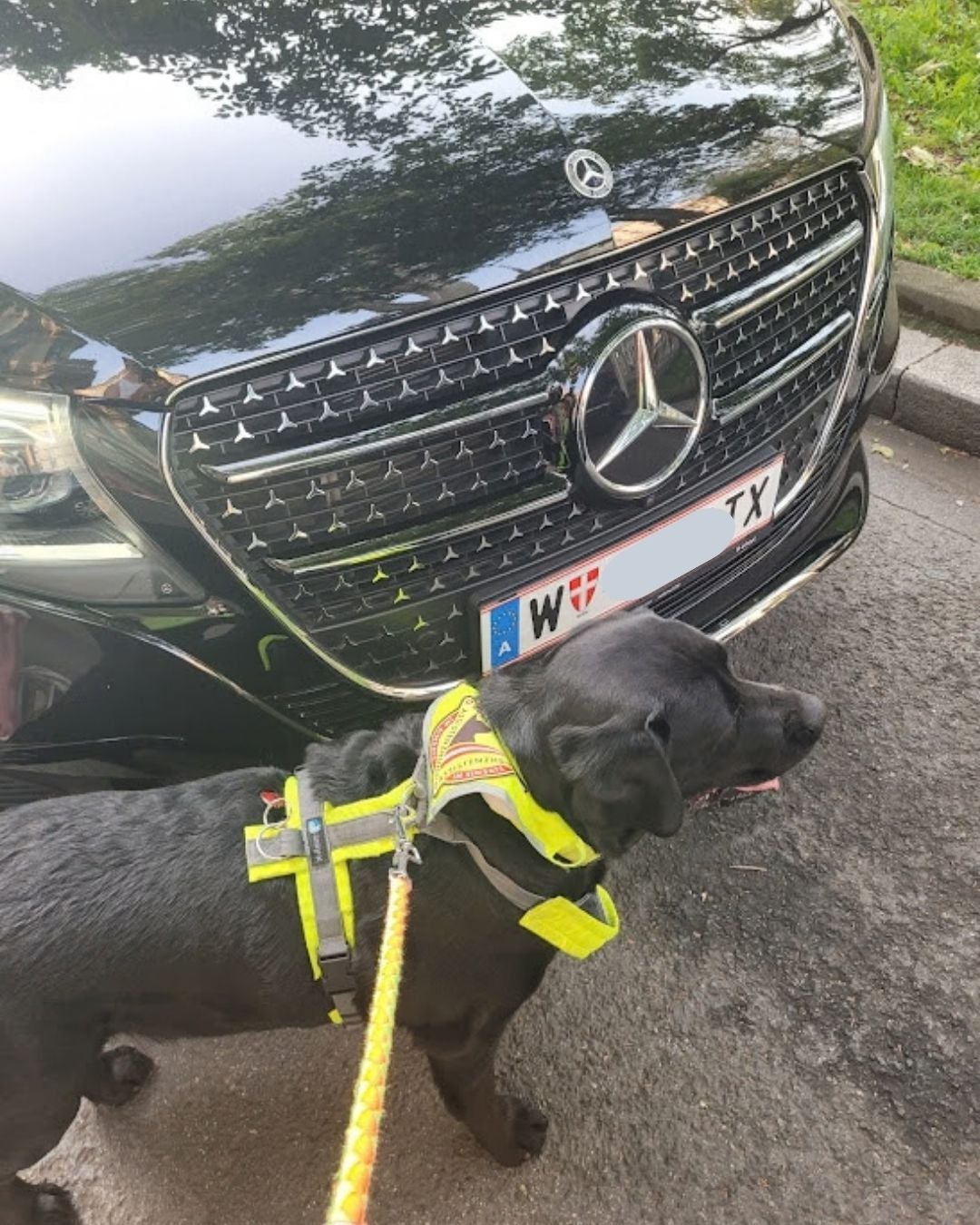 Assistenzhund Kuma vor dem Taxi, das ihn nicht mitnehmen wollte.